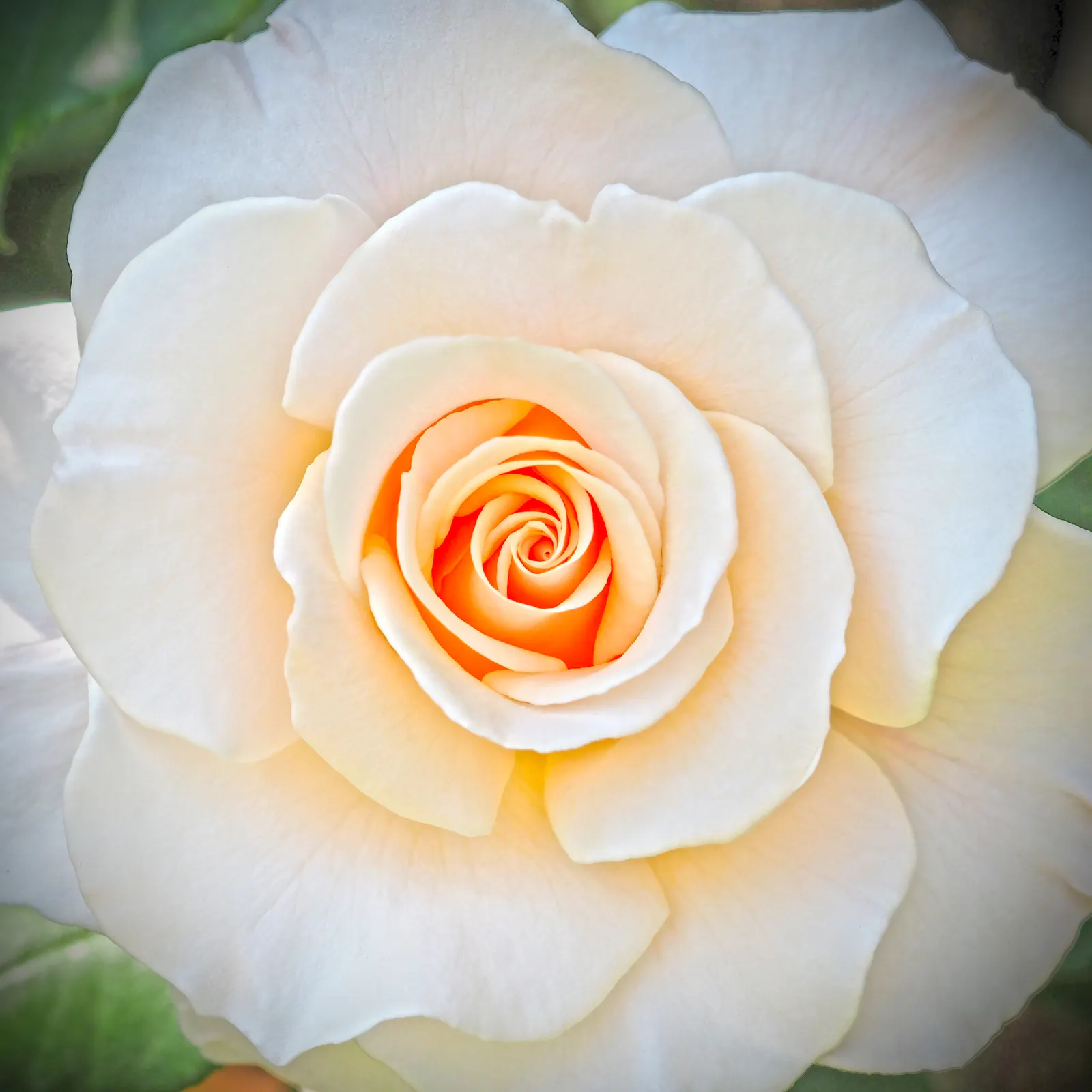 French Lace Rose (Rosa 'French Lace') — The Rosa 'French Lace' is an elegant floribunda rose, showcasing ivory-white blooms with a hint of apricot