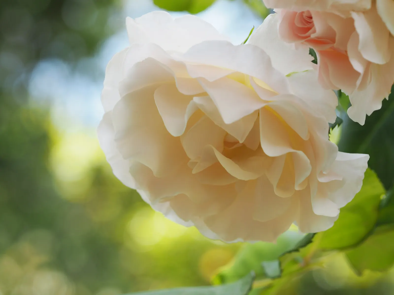 French Lace Rose (Rosa 'French Lace') — It grows to a height of 3-5 feet and spreads 2-3 feet wide