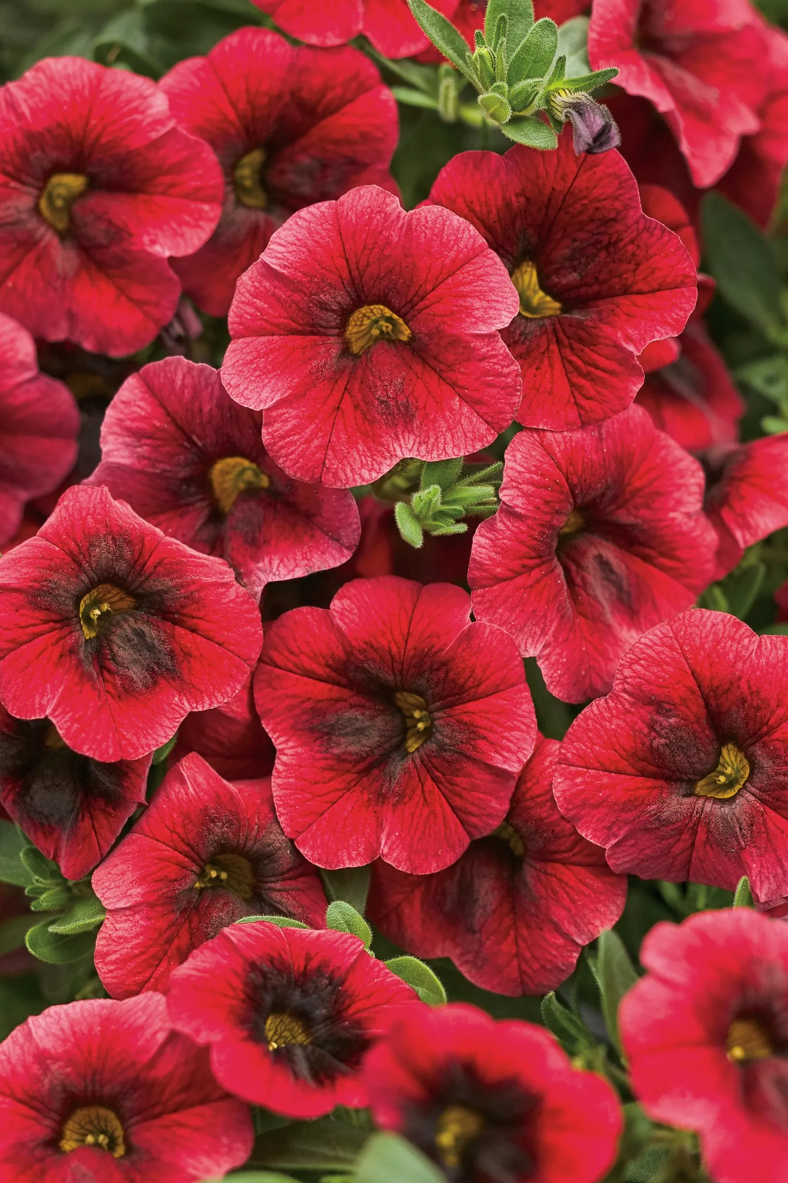 Pomegranate Punch™ Calibrachoa — The Calibrachoa Pomegranate Punch™ is a mounding