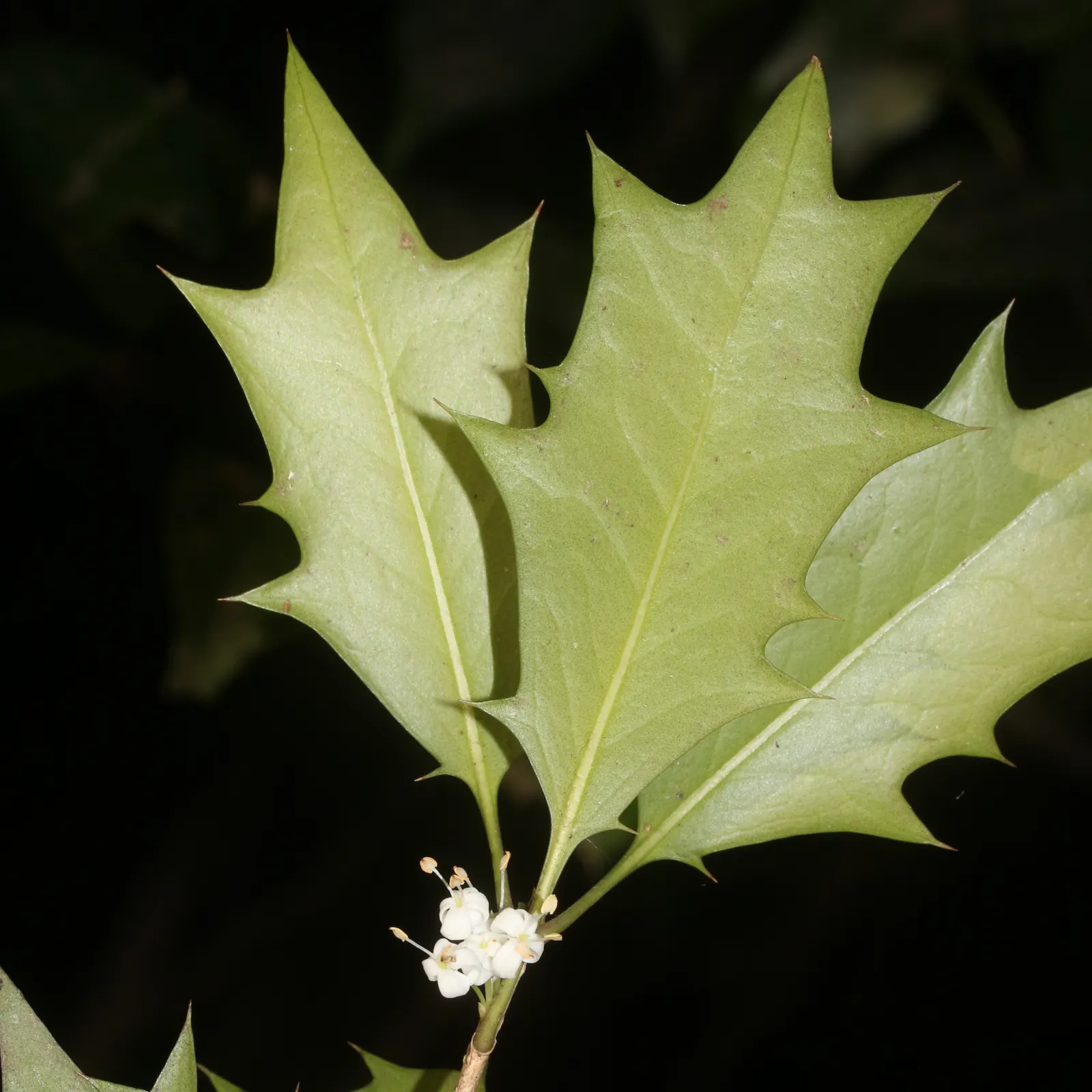 Variegated False Holly (Osmanthus Heterophyllus 'Variegatus') — including urban pollution; tiny, fragrant white flowers appear in autumn