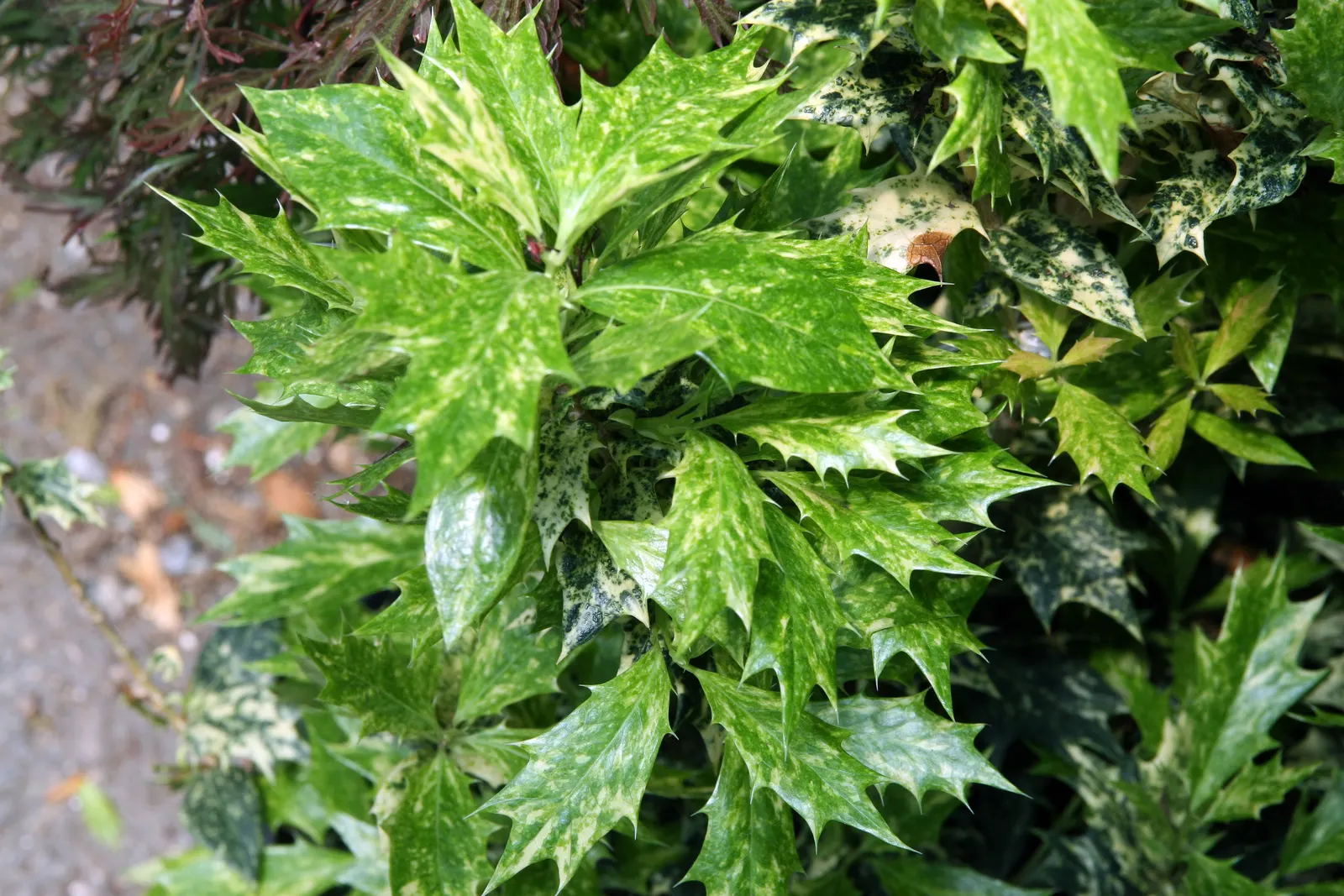 Variegated False Holly (Osmanthus Heterophyllus 'Variegatus') — elegantly contrasting the dark green center