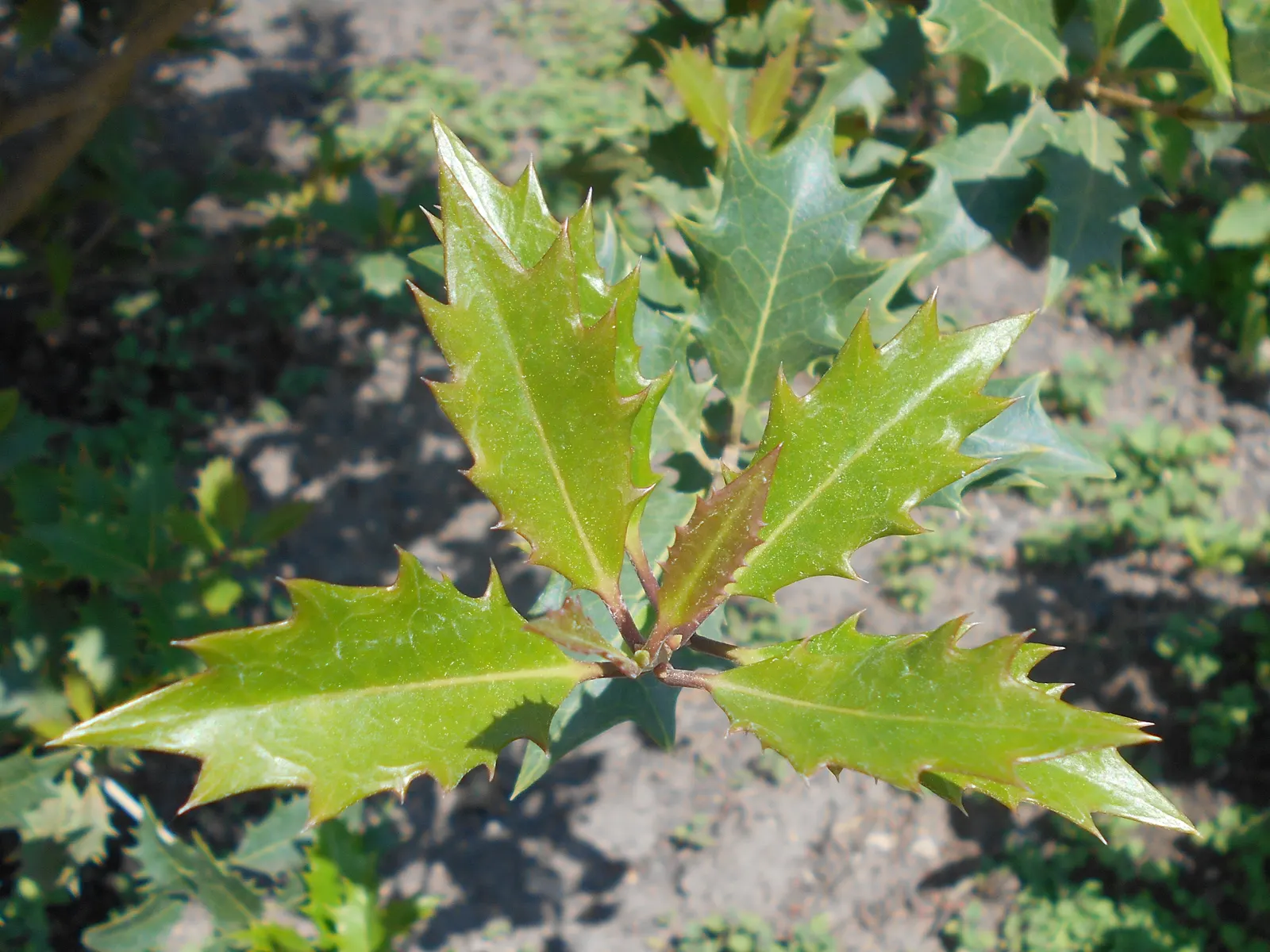 Variegated False Holly (Osmanthus Heterophyllus 'Variegatus') — it can tolerate a range of soil types and conditions; white flowers that are often hidden by