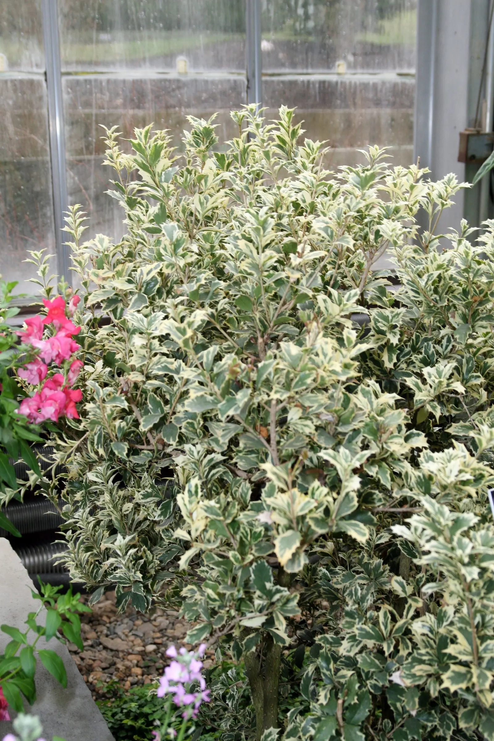 Variegated False Holly (Osmanthus Heterophyllus 'Variegatus') — subsequently followed by subtle