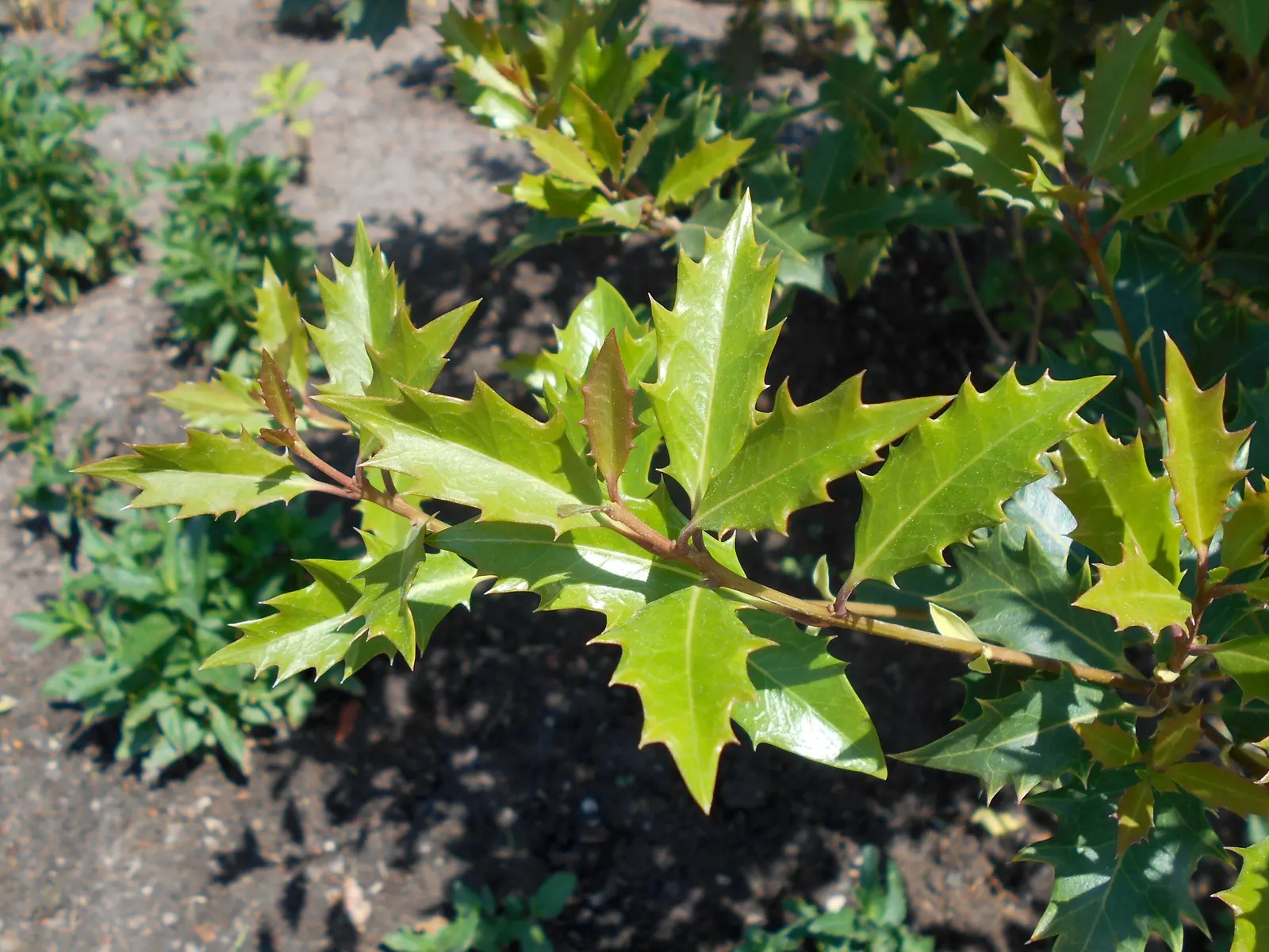Variegated False Holly (Osmanthus Heterophyllus 'Variegatus') — it can tolerate a range of soil types and conditions