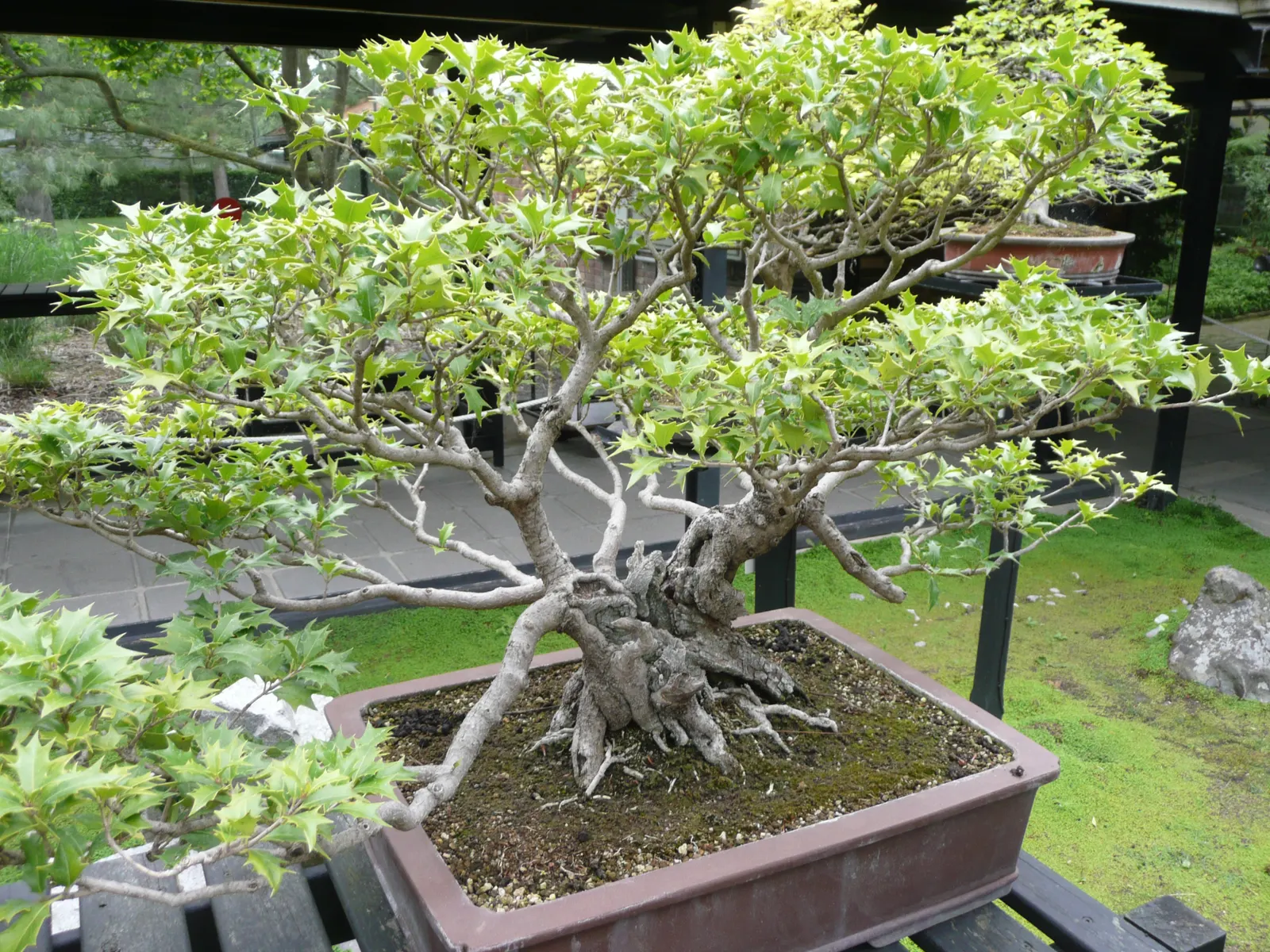 Variegated False Holly (Osmanthus Heterophyllus 'Variegatus') — making it an excellent choice for diverse landscaping projects; creating an imposing presence