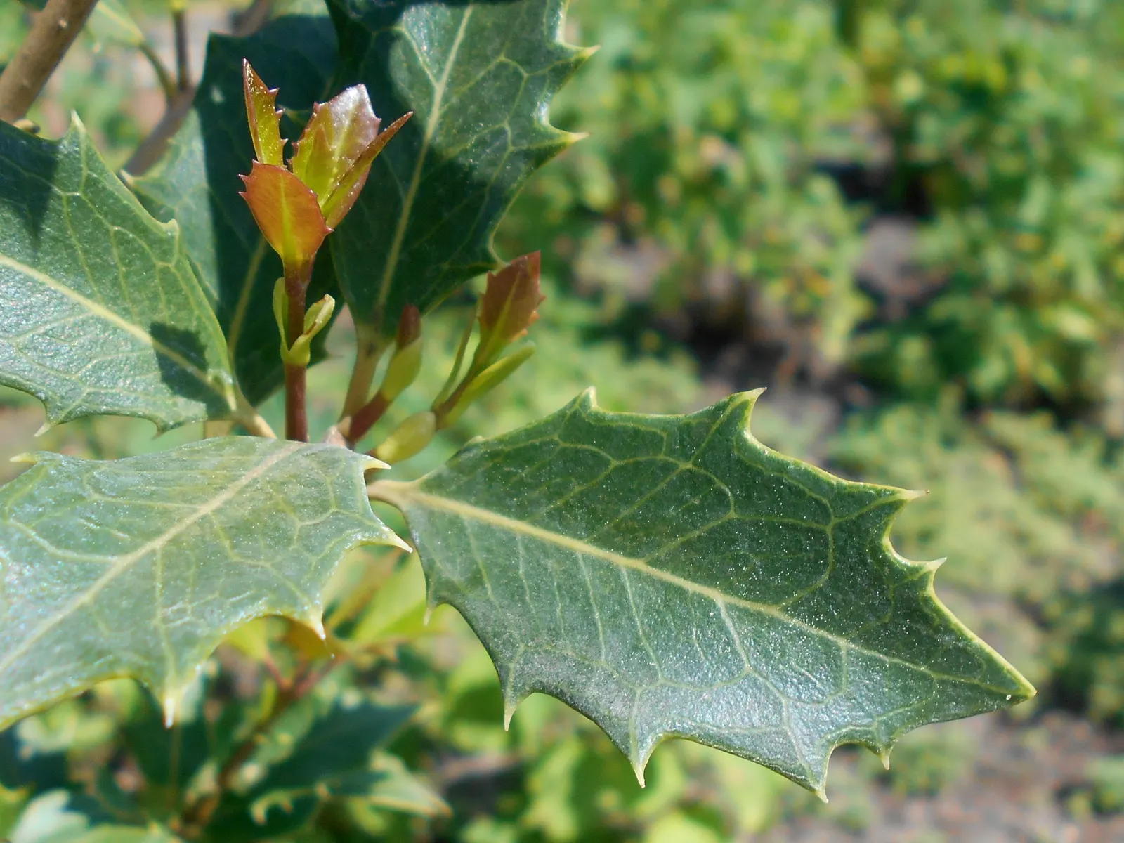 Variegated False Holly (Osmanthus Heterophyllus 'Variegatus') — creating an imposing presence in garden designs