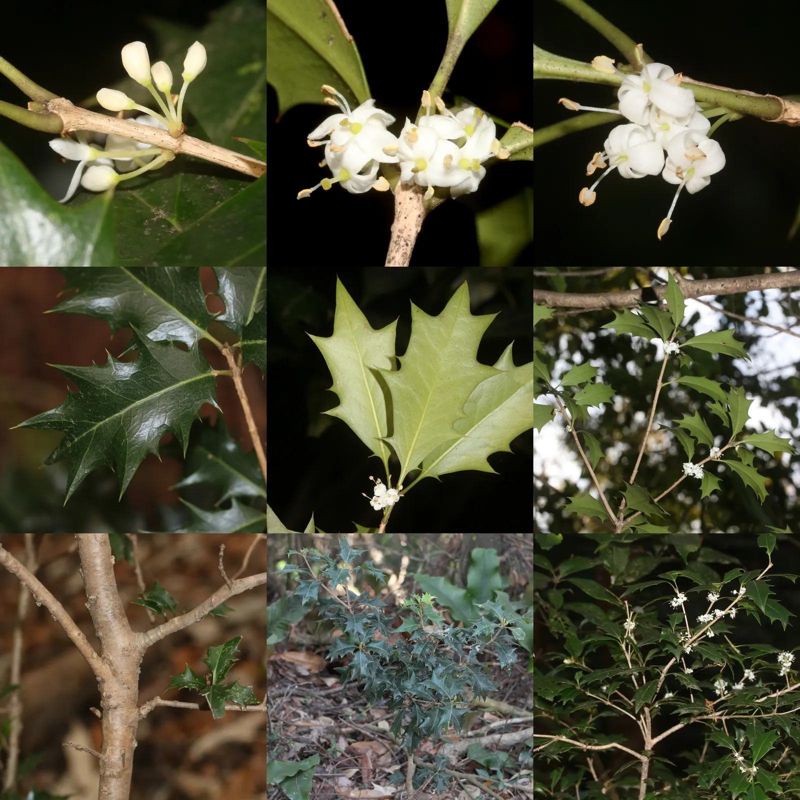 Variegated False Holly (Osmanthus Heterophyllus 'Variegatus') — It is relatively low maintenance requiring periodic pruning to maintain the desired, image 42