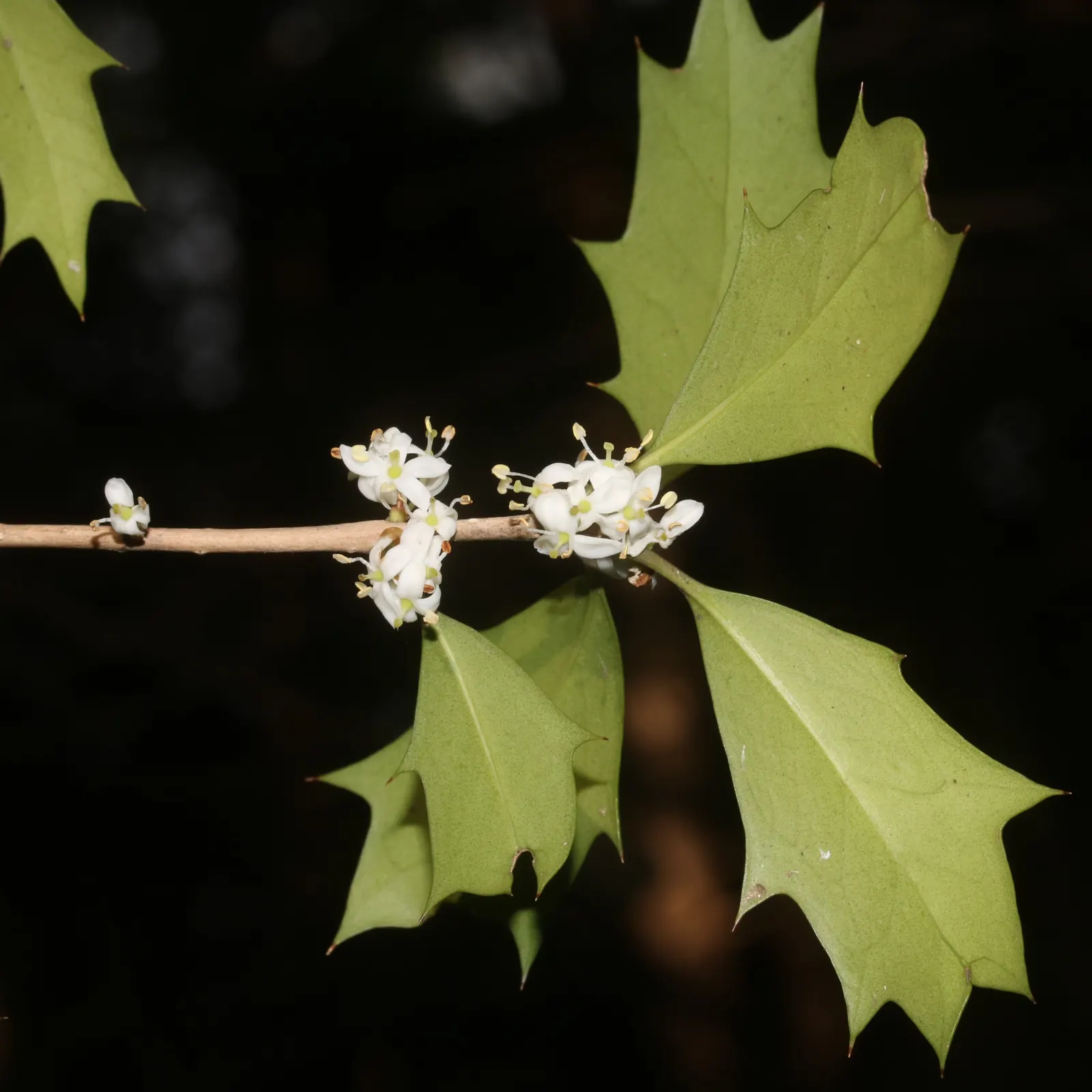 Variegated False Holly (Osmanthus Heterophyllus 'Variegatus') — is a striking evergreen shrub known for its distinctive foliage and versatile, image 32