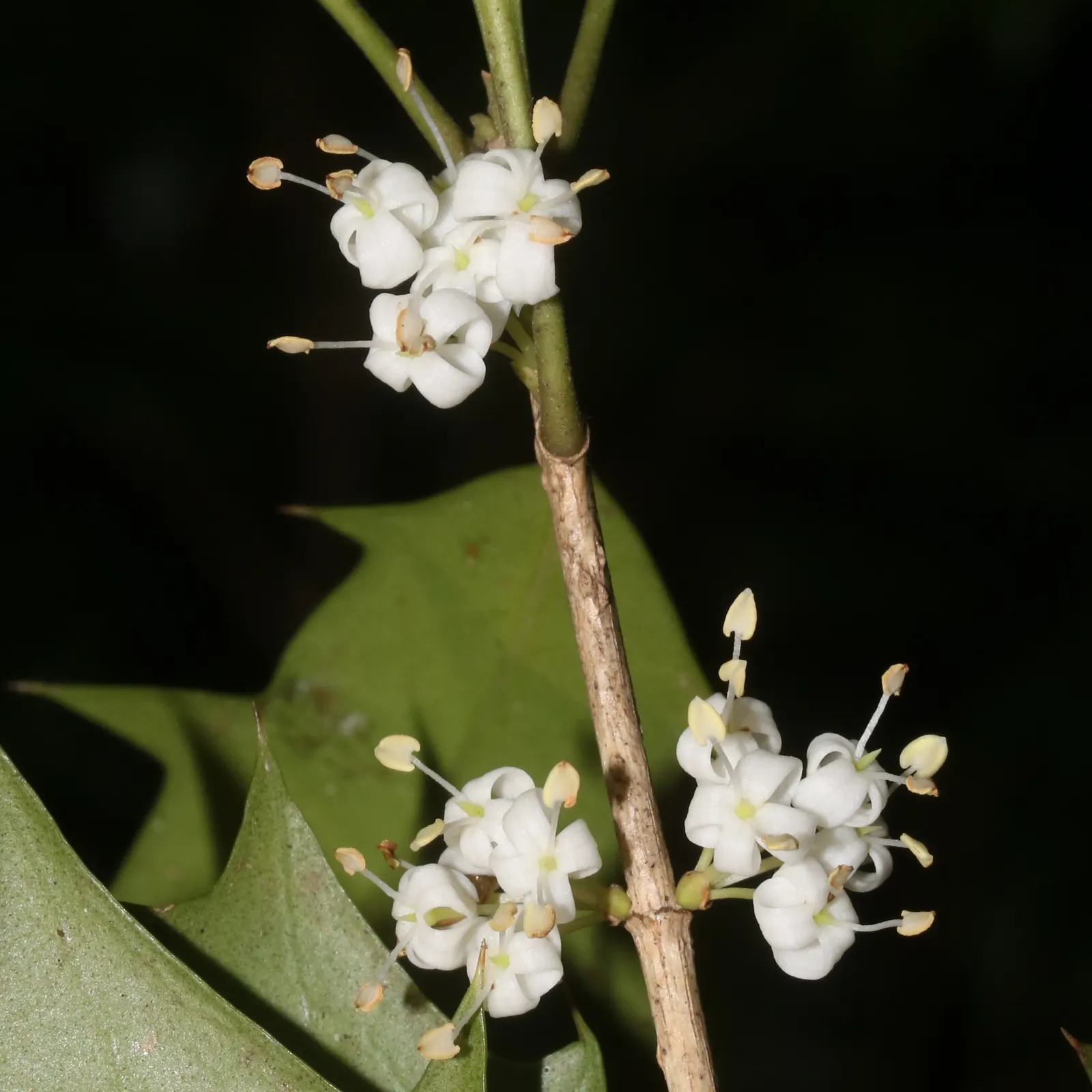 Variegated False Holly (Osmanthus Heterophyllus 'Variegatus') — preferring well-drained soil and partial to full sunlight