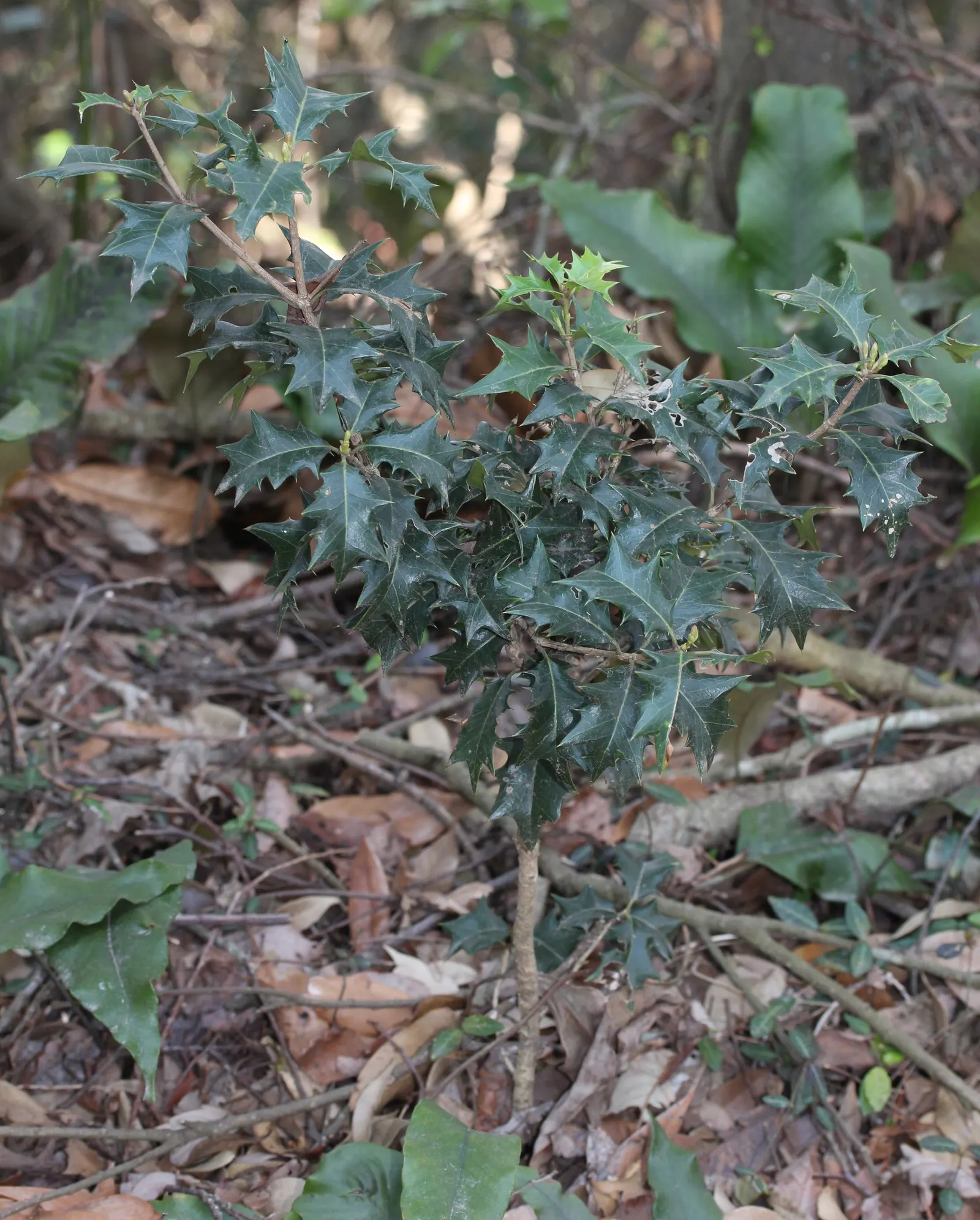 Variegated False Holly (Osmanthus Heterophyllus 'Variegatus') — Thrives in partial to full sun, in well-drained soil