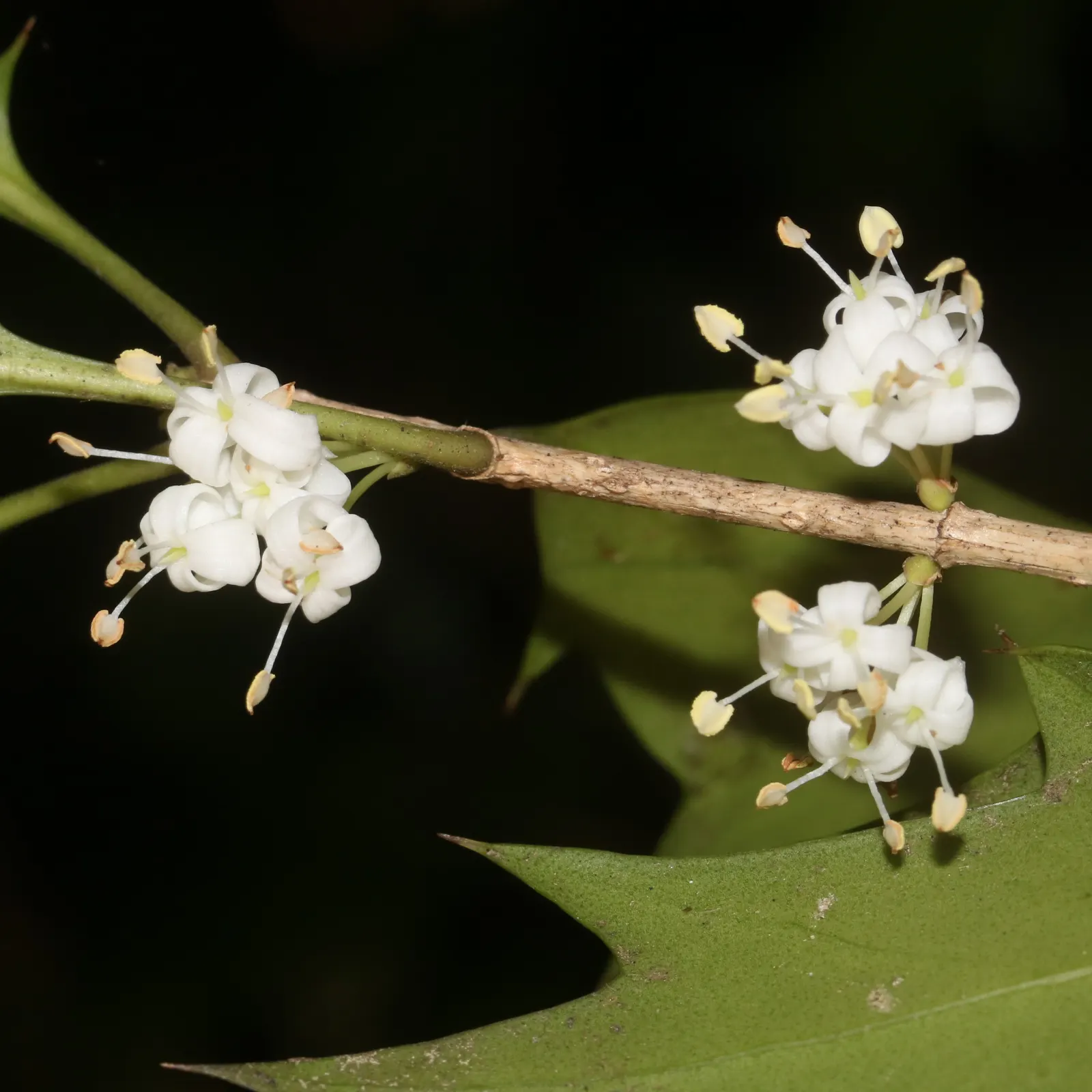 Variegated False Holly (Osmanthus Heterophyllus 'Variegatus') — Ideal for hedges, screens, or specimen plantings