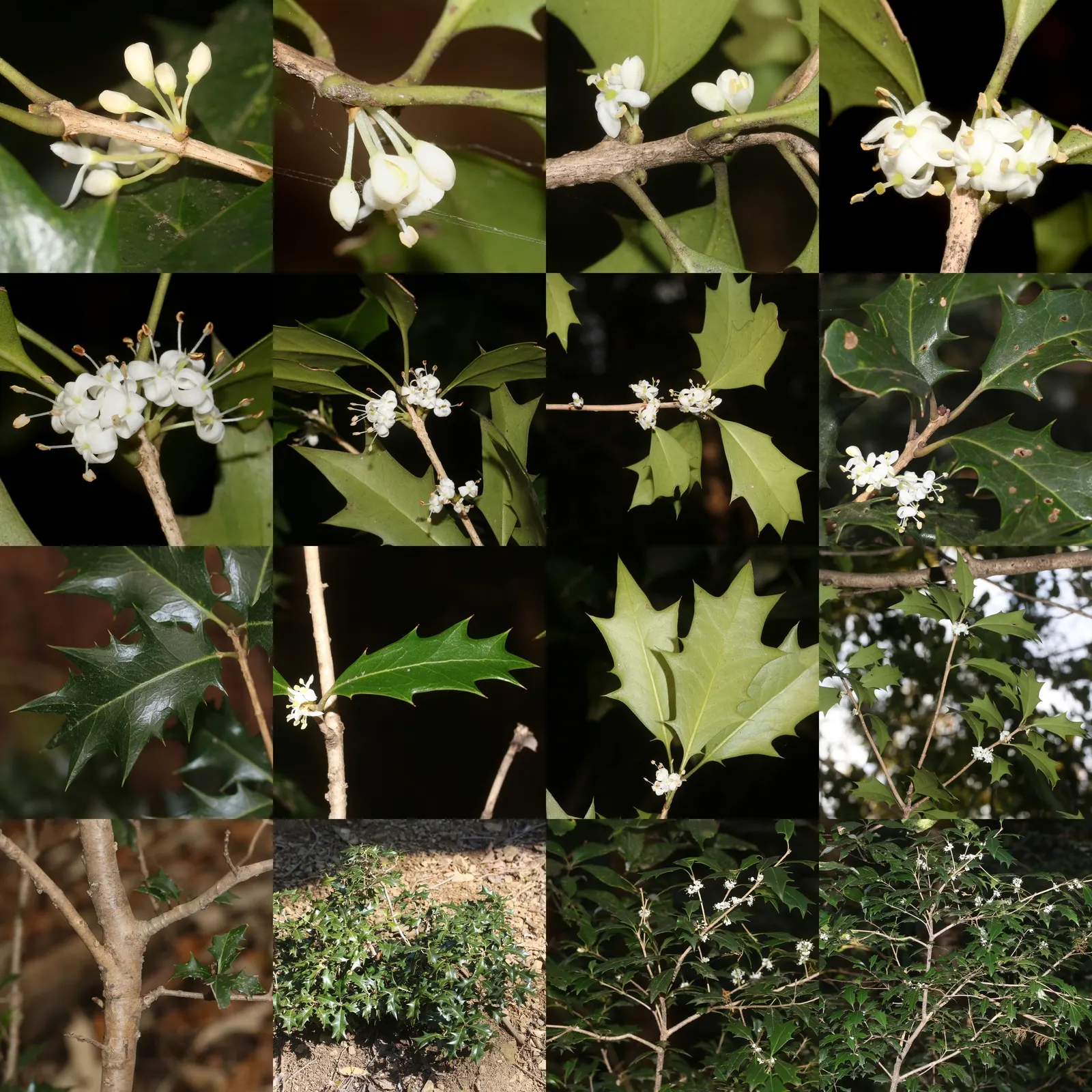 Variegated False Holly (Osmanthus Heterophyllus 'Variegatus') — preferring well-drained soil and partial to full sunlight, image 38