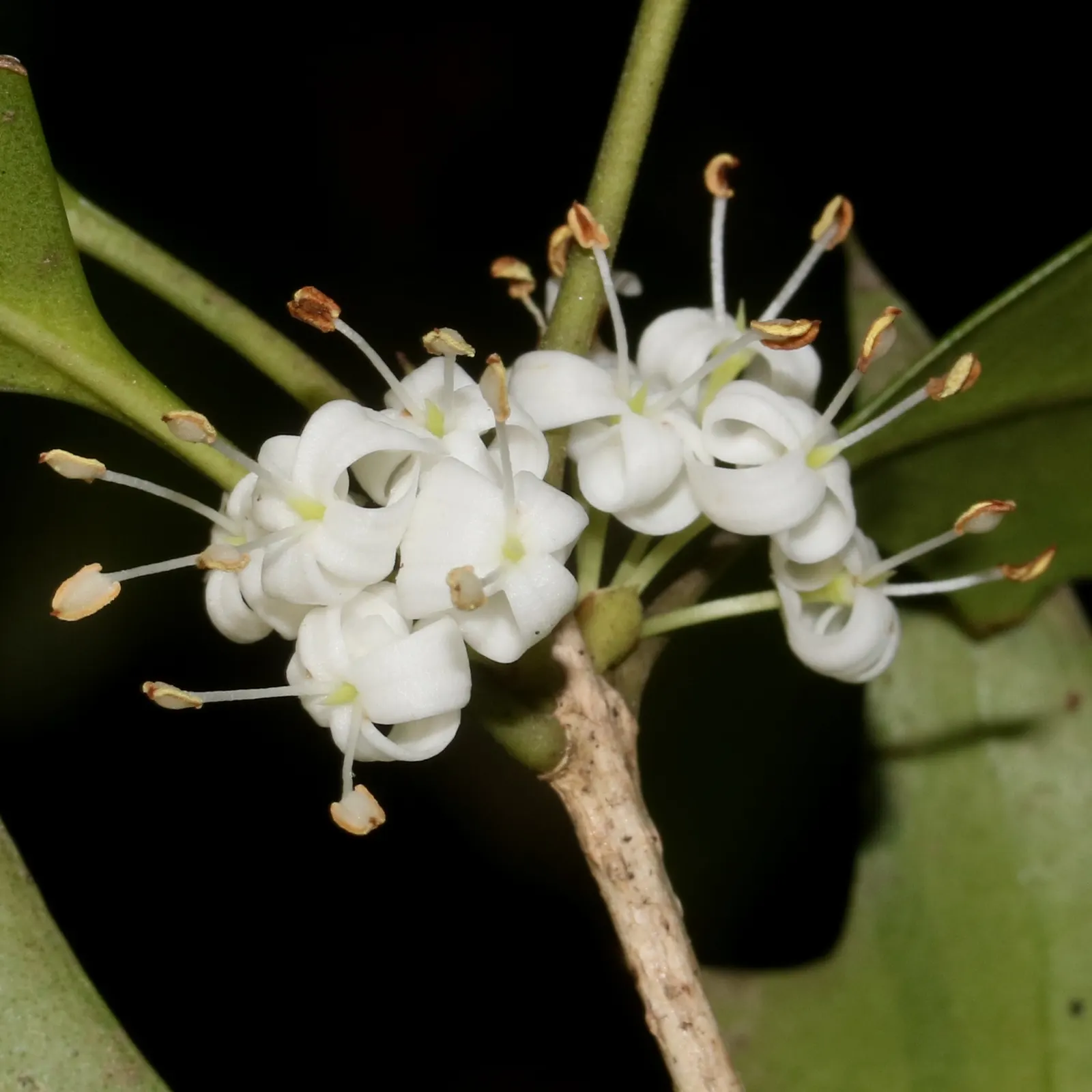 Variegated False Holly (Osmanthus Heterophyllus 'Variegatus') — Tiny, fragrant white flowers appear in autumn; elegantly contrasting the dark green center