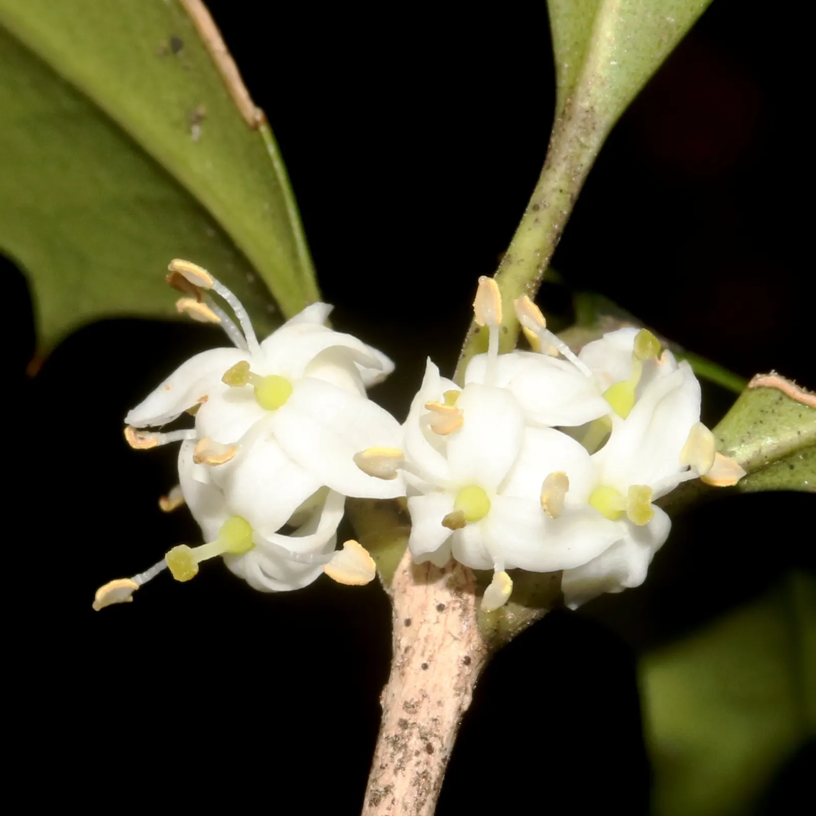 Variegated False Holly (Osmanthus Heterophyllus 'Variegatus') — elegantly contrasting the dark green center; shrub with white blooms