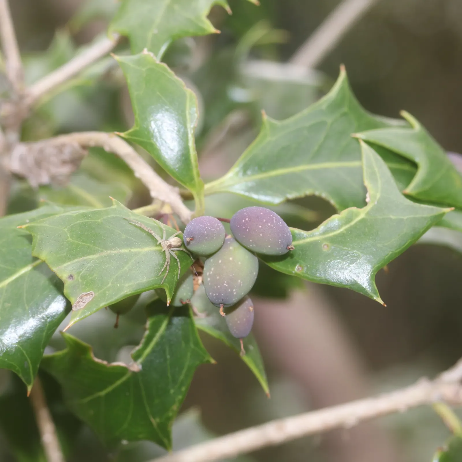 Variegated False Holly (Osmanthus Heterophyllus 'Variegatus') — creating an imposing presence in garden designs; this particular cultivar boasts leathery