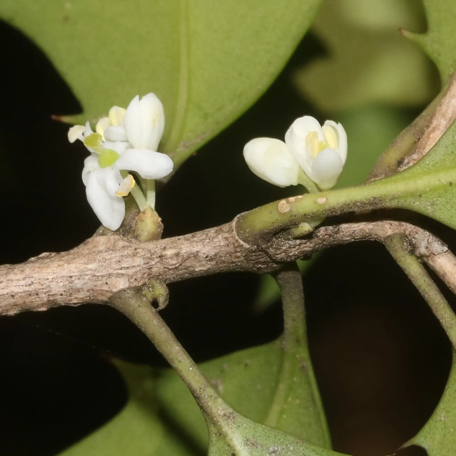 Variegated False Holly (Osmanthus Heterophyllus 'Variegatus') — The leaf pattern resembles that of a holly; scientifically named Osmanthus heterophyllus