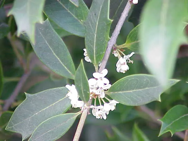 Variegated False Holly (Osmanthus Heterophyllus 'Variegatus') — Mature specimens can reach heights of 6 to 10 feet with a spread of approximately 4, image 33