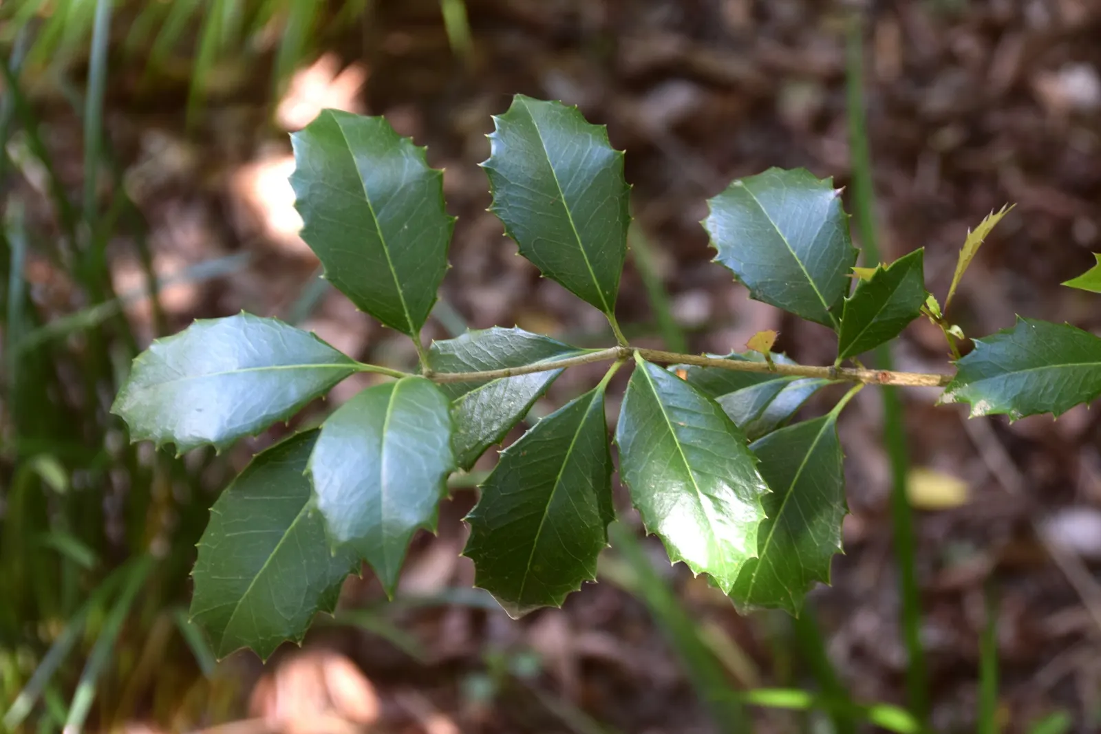 Variegated False Holly (Osmanthus Heterophyllus 'Variegatus') — It boasts leathery leaves edged in creamy white, giving year-round interest