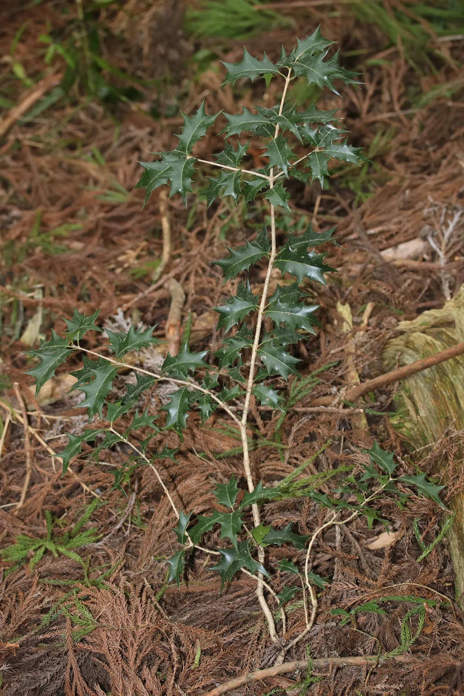 Variegated False Holly (Osmanthus Heterophyllus 'Variegatus') — Ideal for hedges, screens, or specimen plantings; shrub for full or half or shade