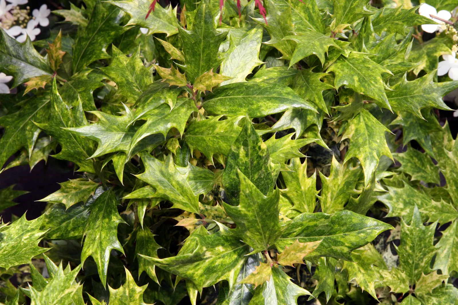 Variegated False Holly (Osmanthus Heterophyllus 'Variegatus') — making it an excellent choice for diverse landscaping projects