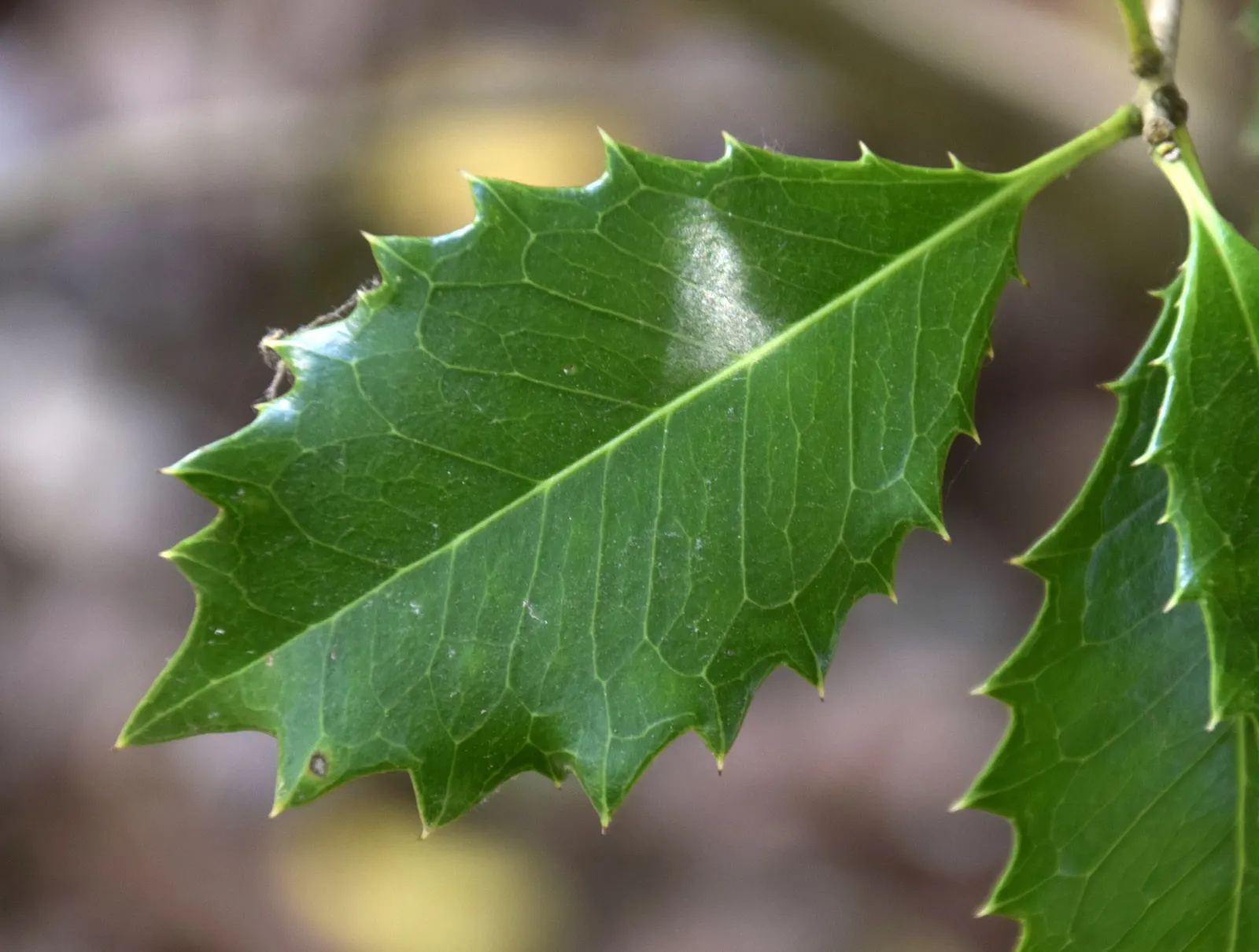 Variegated False Holly (Osmanthus Heterophyllus 'Variegatus') — This particular cultivar boasts leathery leaves that are edged with creamy white to pale yellow