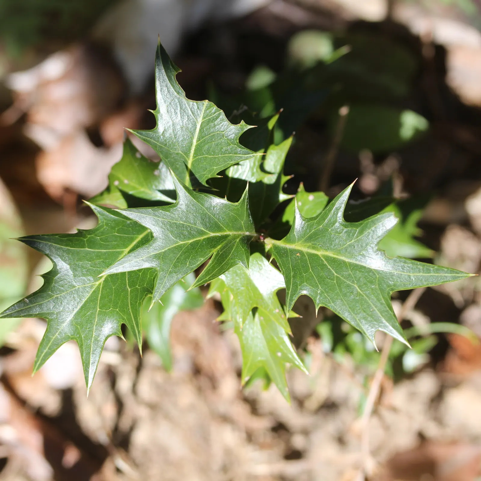 Variegated False Holly (Osmanthus Heterophyllus 'Variegatus') — Hardy to Zone 7, offering both beauty and resilience to diverse landscape designs