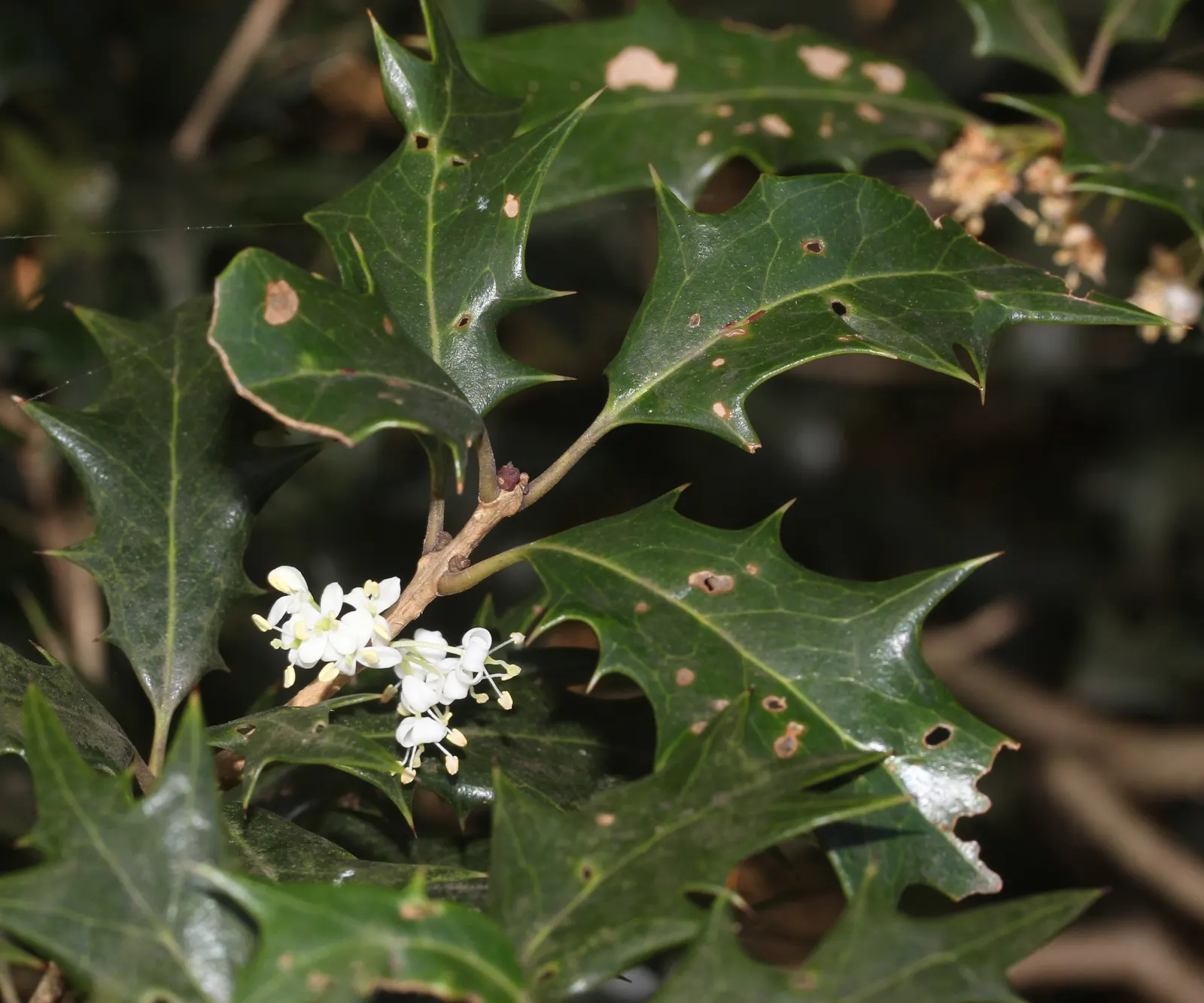 Variegated False Holly (Osmanthus Heterophyllus 'Variegatus') — scientifically named Osmanthus heterophyllus 'Variegatus'