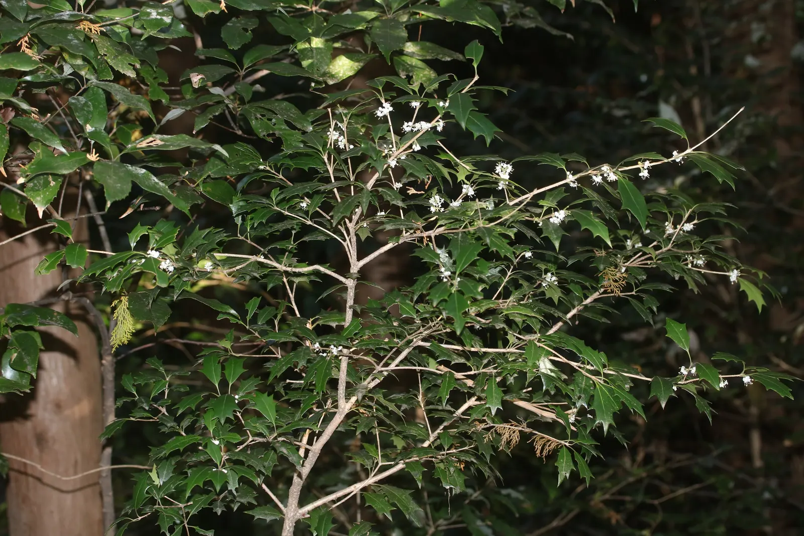 Variegated False Holly (Osmanthus Heterophyllus 'Variegatus') — subsequently followed by subtle; and screen purposes.<br><br>The Variegated False Holly blooms