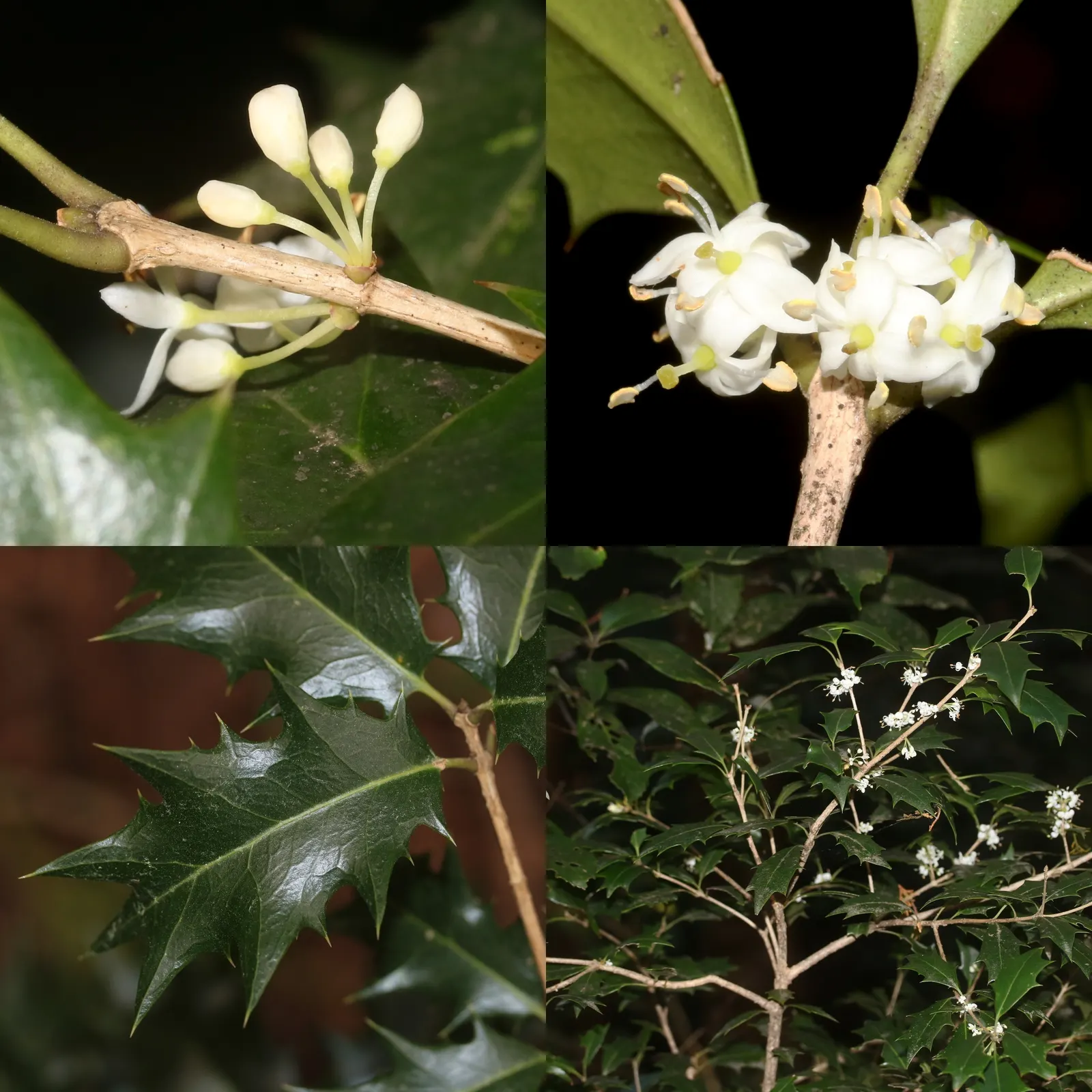 Variegated False Holly (Osmanthus Heterophyllus 'Variegatus') — Thrives in partial to full sun, in well-drained soil; making it suitable for foundational