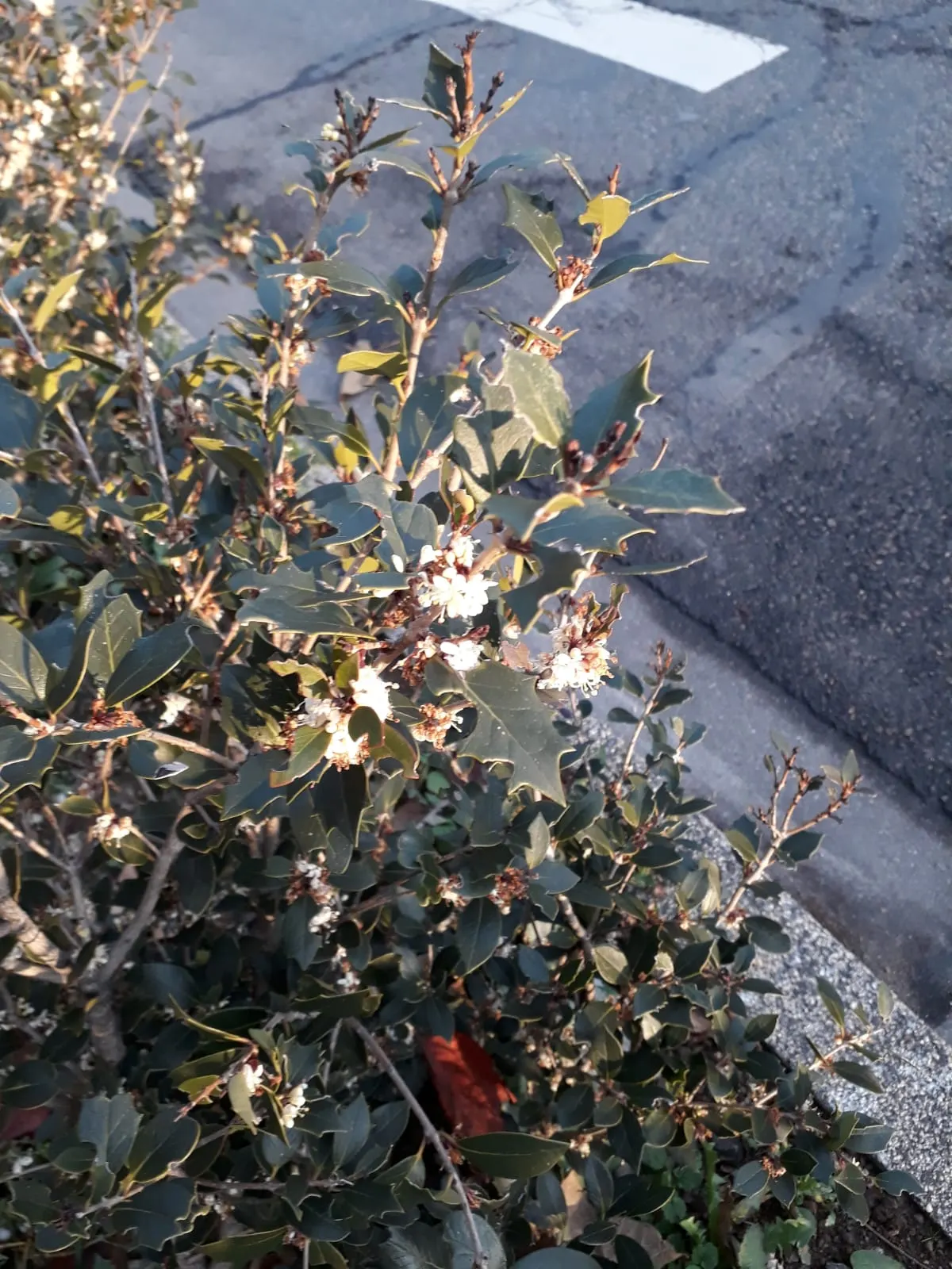 Variegated False Holly (Osmanthus Heterophyllus 'Variegatus') — Mature specimens can reach heights of 6 to 10 feet with a spread of approximately 4 to 6 feet