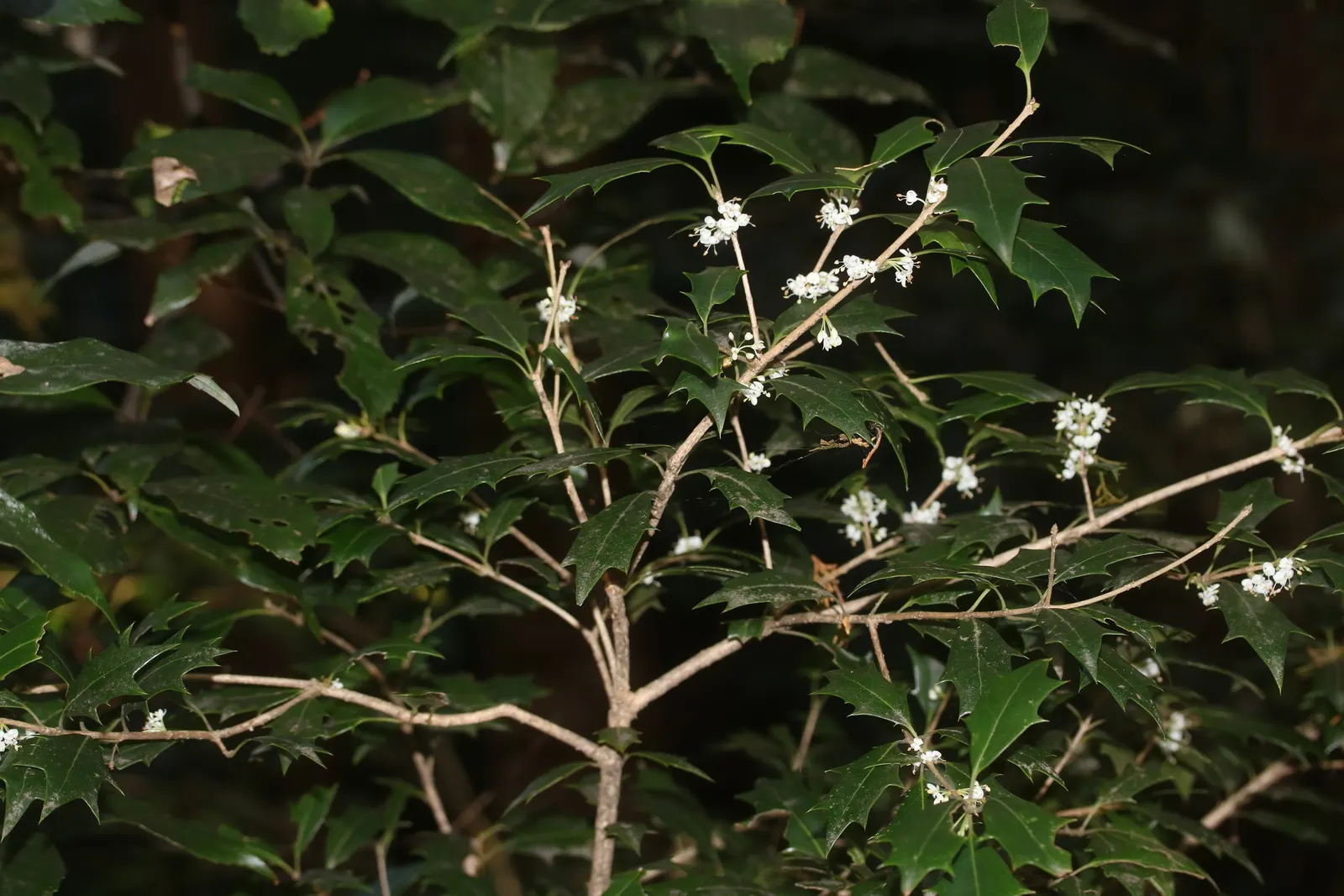 Variegated False Holly (Osmanthus Heterophyllus 'Variegatus') — white flowers that are often hidden by the foliage; the leaf pattern resembles that of a holly