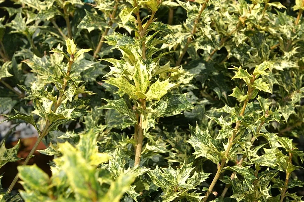Variegated False Holly (Osmanthus Heterophyllus 'Variegatus') — including urban pollution