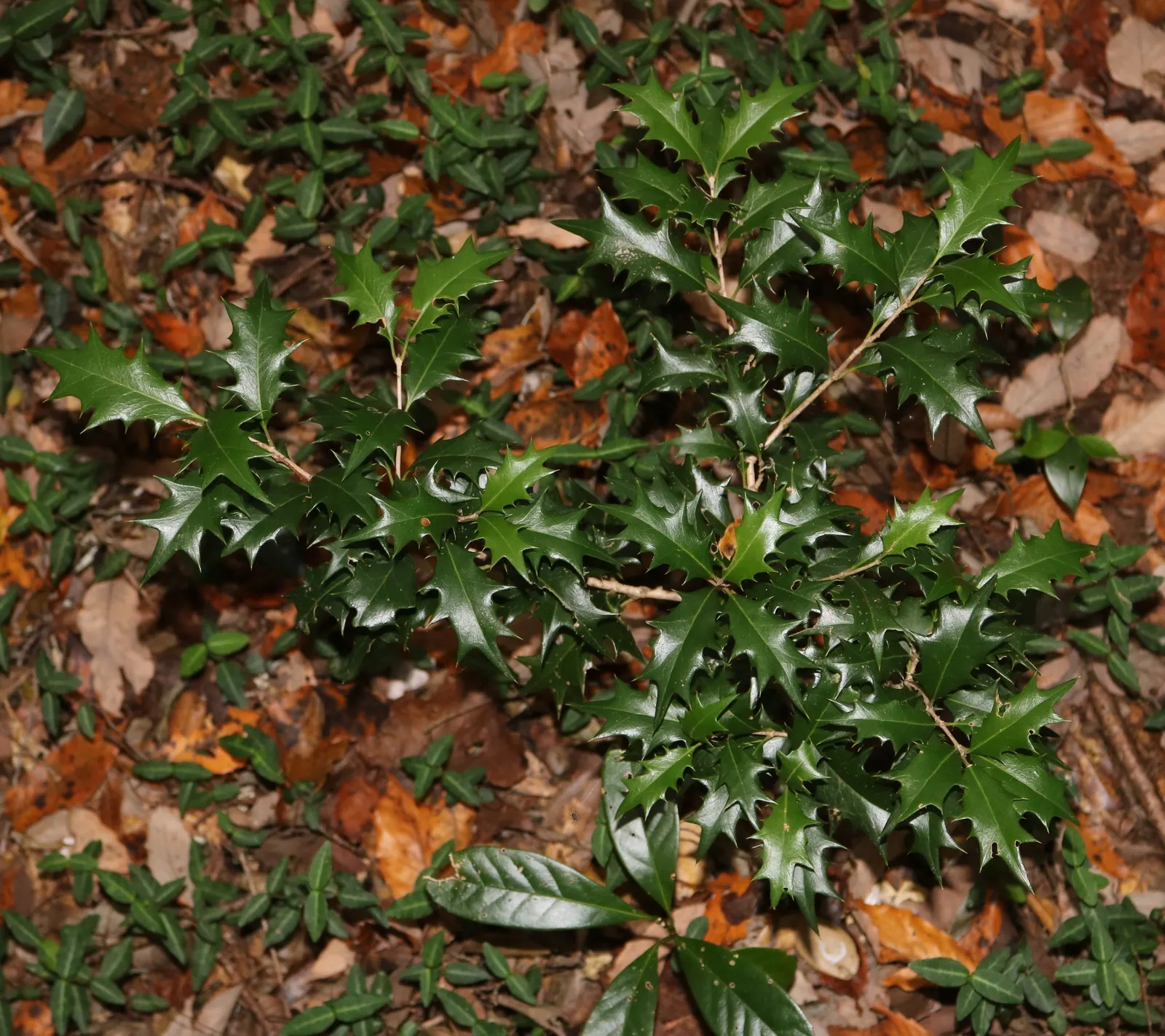 Variegated False Holly (Osmanthus Heterophyllus 'Variegatus') — This particular cultivar boasts leathery leaves that are edged with creamy white to, image 35