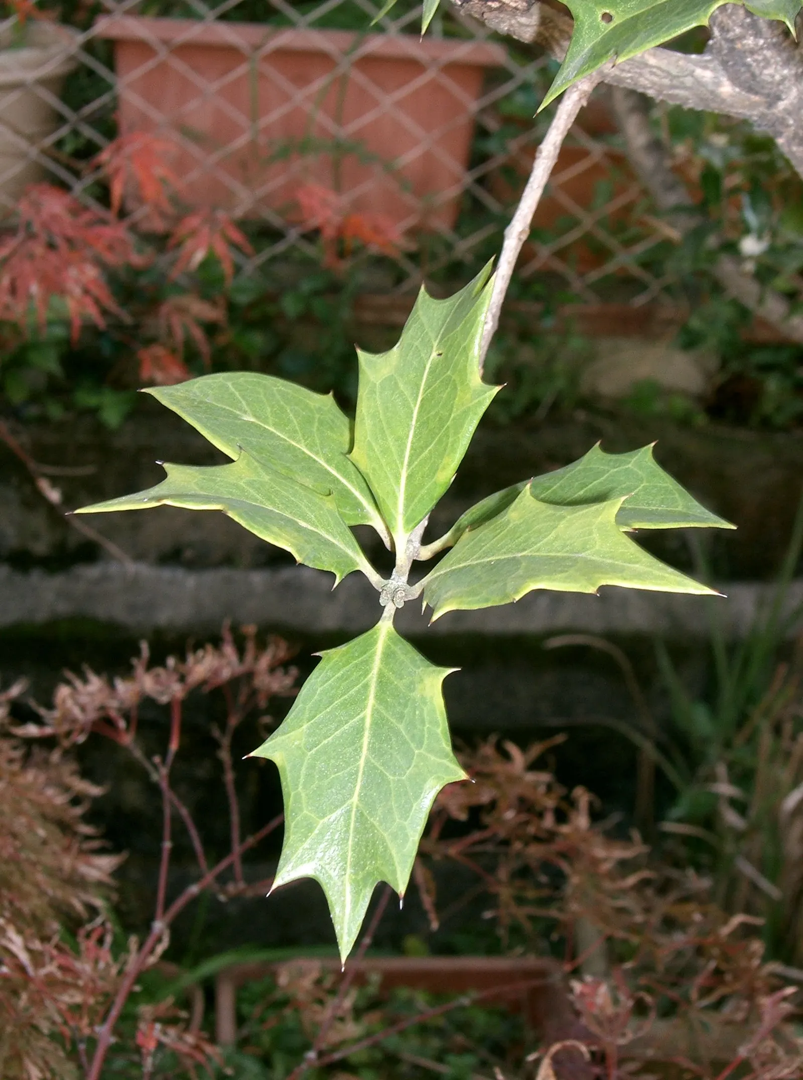 Variegated False Holly (Osmanthus Heterophyllus 'Variegatus') — and screen purposes.<br><br>The Variegated False Holly blooms in the fall; hardy to Zone 7