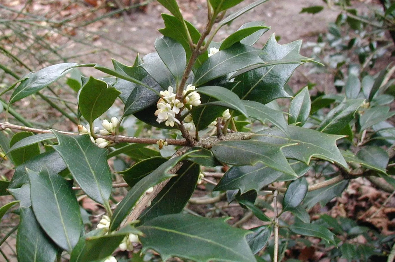 Variegated False Holly (Osmanthus Heterophyllus 'Variegatus') — Tiny, fragrant white flowers appear in autumn
