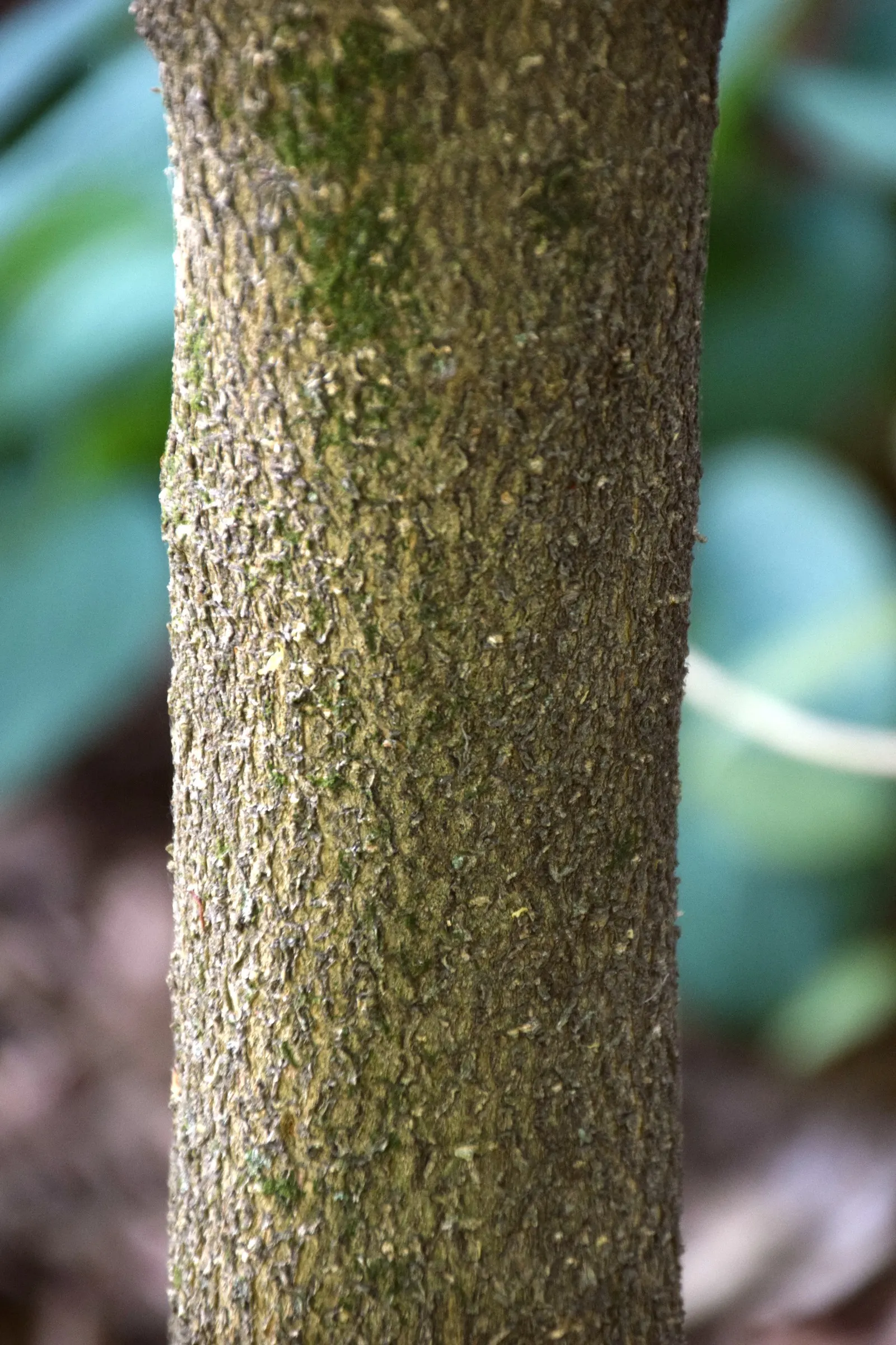 Variegated False Holly (Osmanthus Heterophyllus 'Variegatus') — scientifically named Osmanthus heterophyllus 'Variegatus'; it can tolerate a range of soil