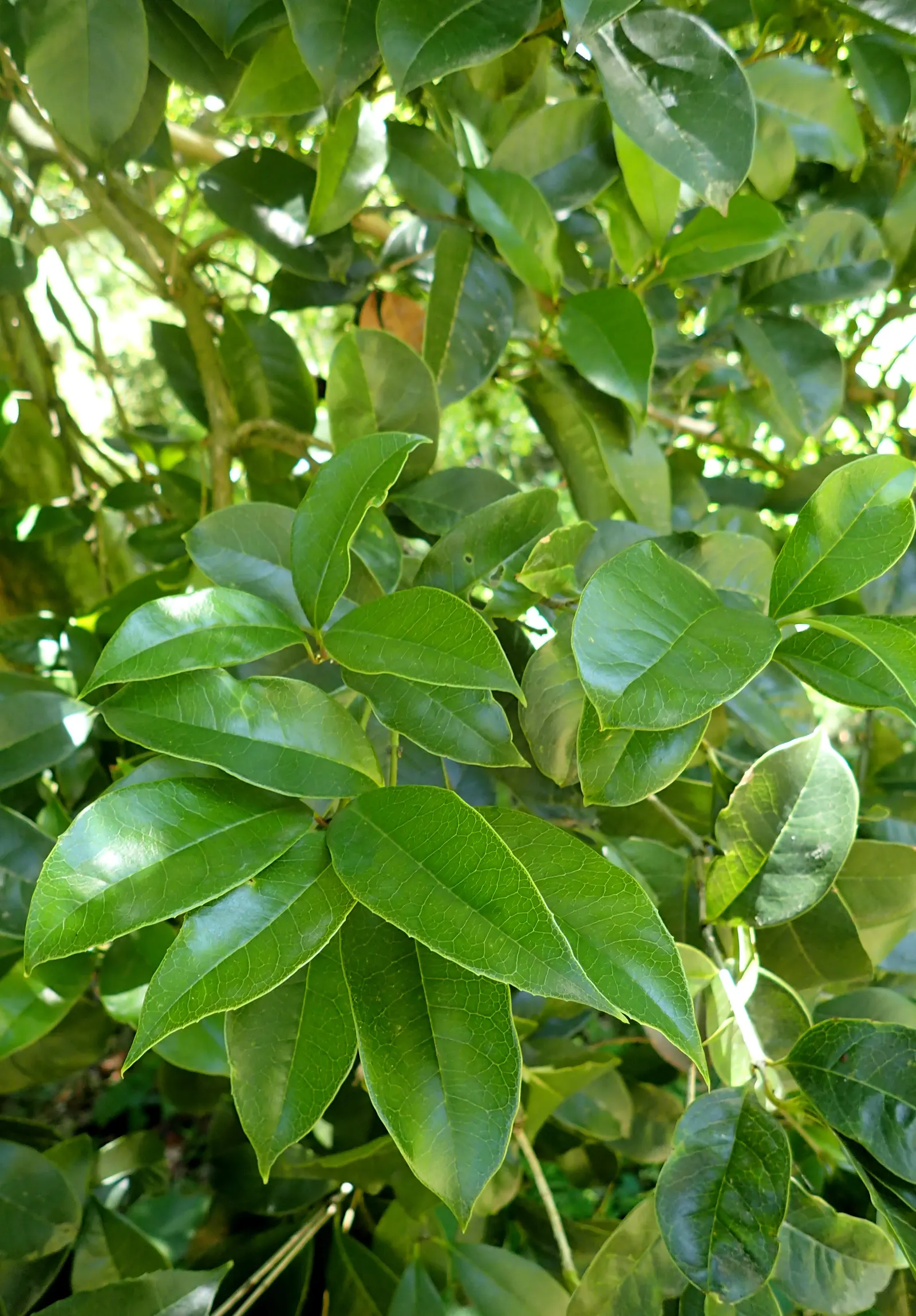 Variegated False Holly (Osmanthus Heterophyllus 'Variegatus') — shrub for full or half or shade