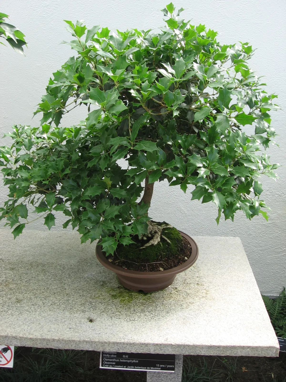 Variegated False Holly (Osmanthus Heterophyllus 'Variegatus') — white flowers that are often hidden by the foliage