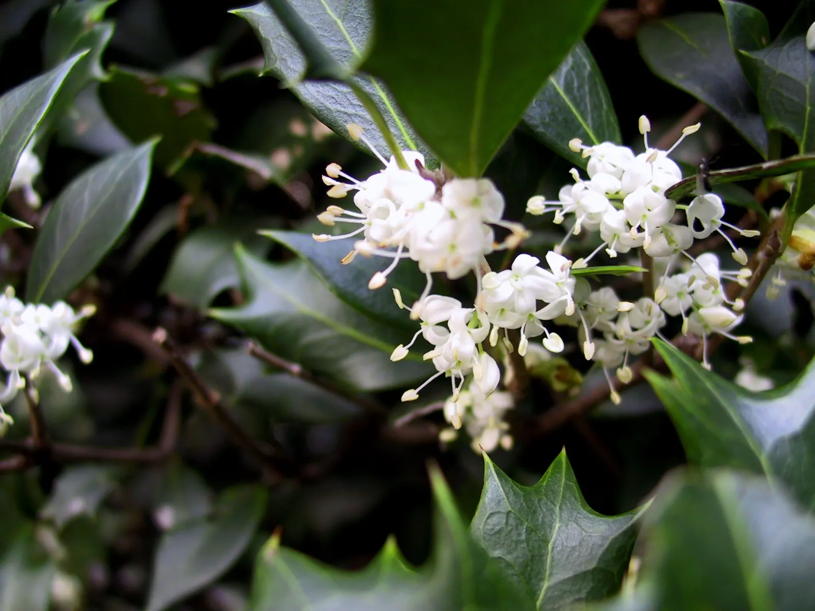 Variegated False Holly (Osmanthus Heterophyllus 'Variegatus') — and screen purposes.<br><br>The Variegated False Holly blooms in the fall