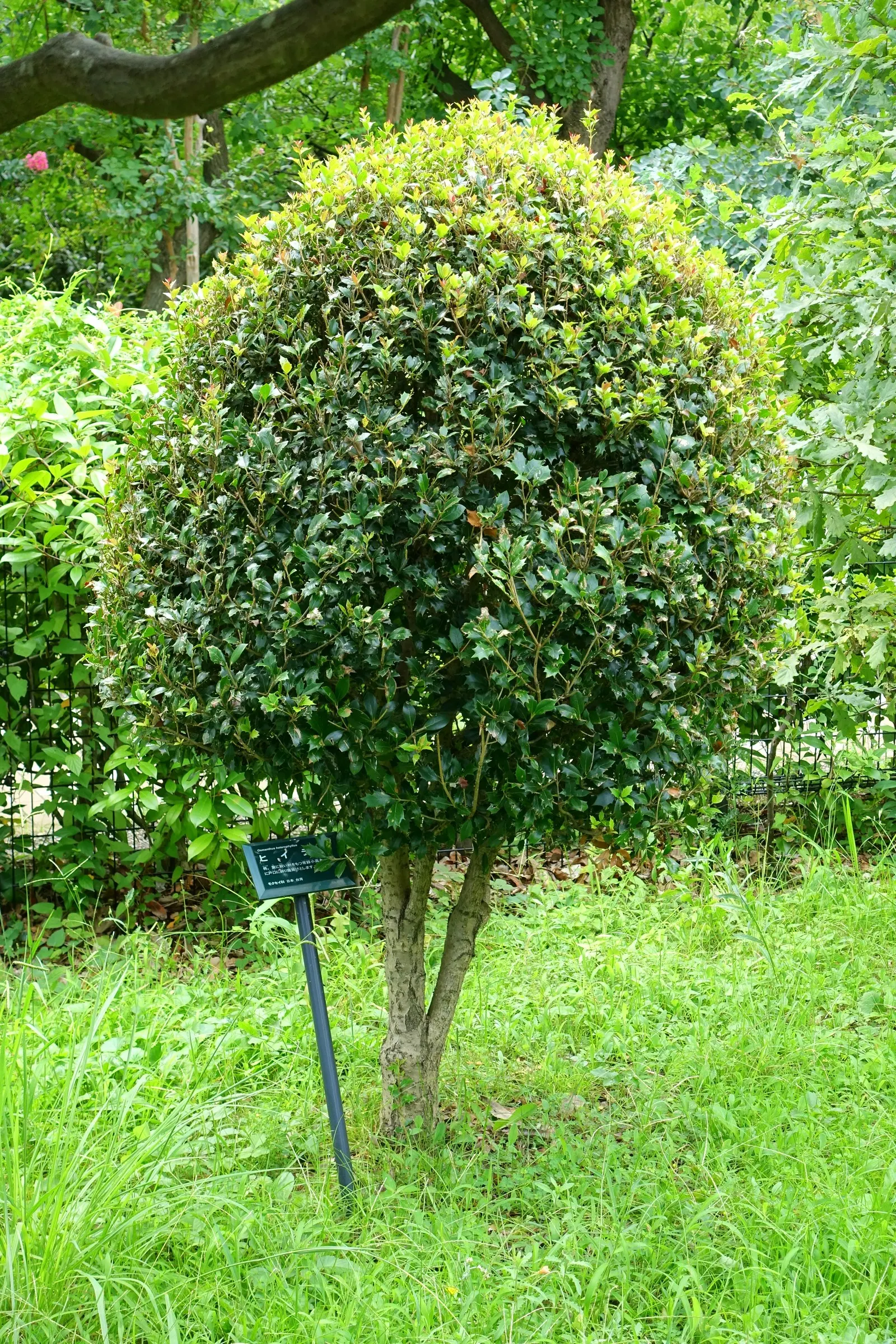 Variegated False Holly (Osmanthus Heterophyllus 'Variegatus') — It is relatively low maintenance requiring periodic pruning to maintain the desired shape and
