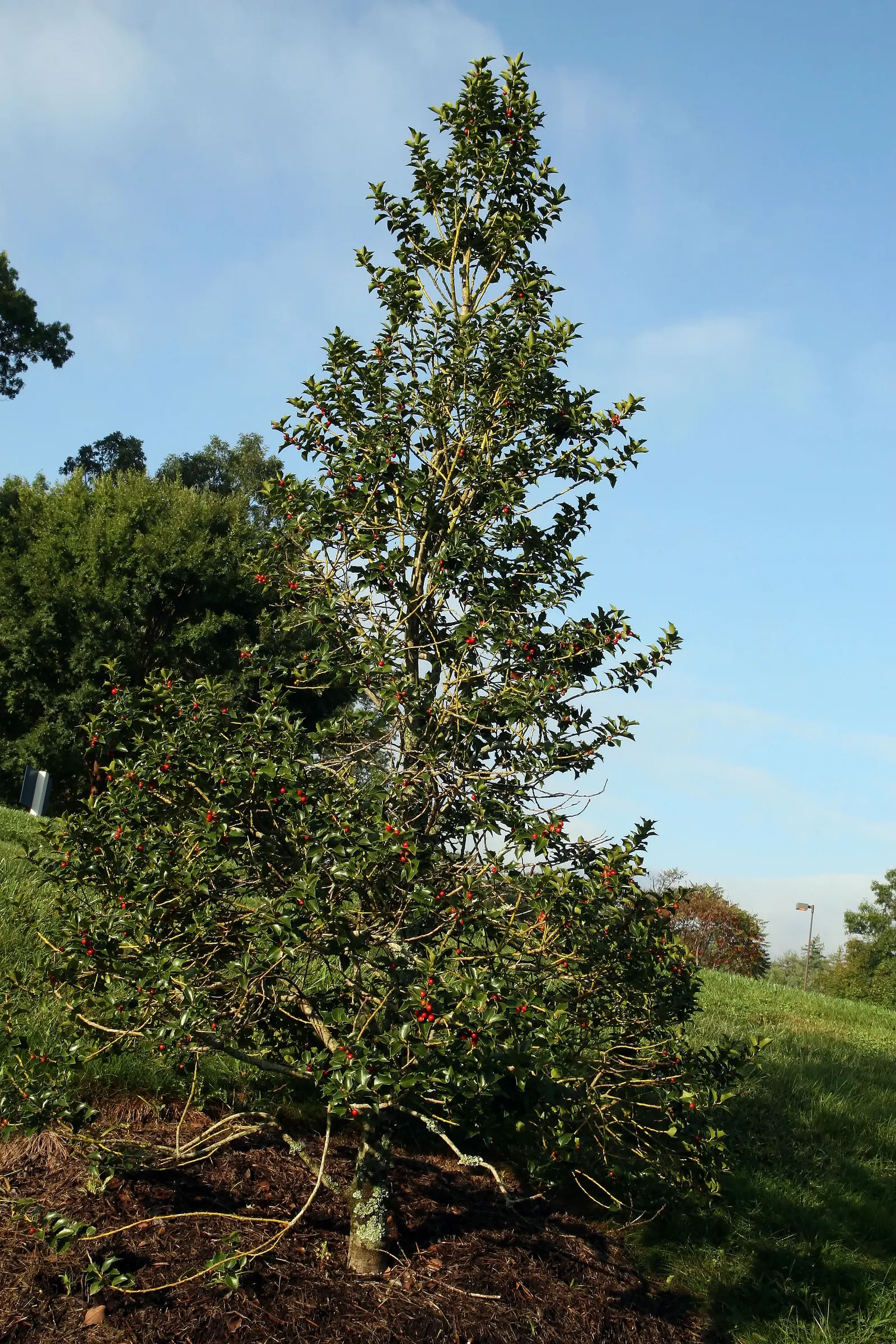 San Jose Holly (Ilex X Aquipernyi 'San Jose') — inconspicuous flowers followed by bright red berries in winter