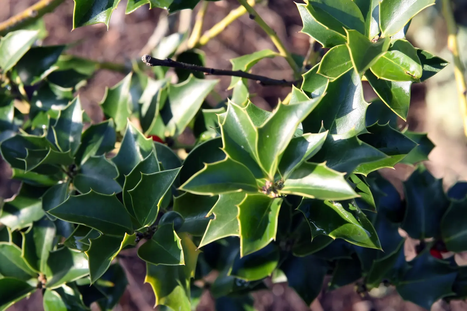 San Jose Holly (Ilex X Aquipernyi 'San Jose') — dark green leaves with few spines characterize this hybrid