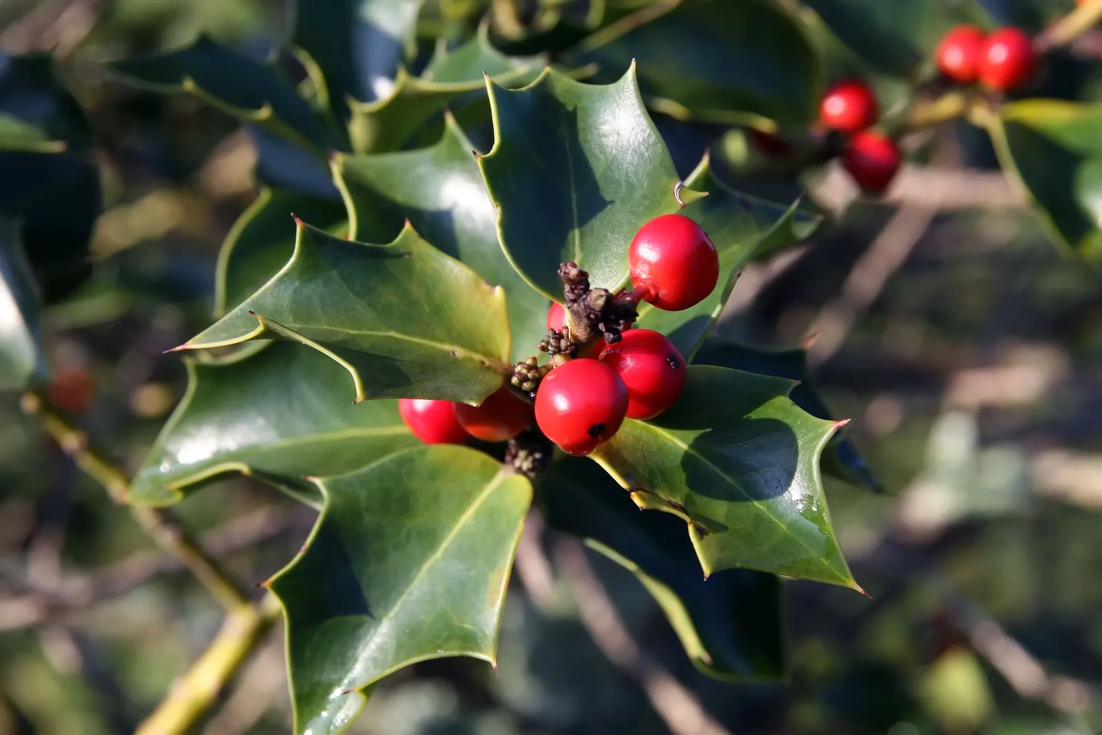 San Jose Holly (Ilex X Aquipernyi 'San Jose') — it thrives in full sun to partial shade and adapts well to pruning