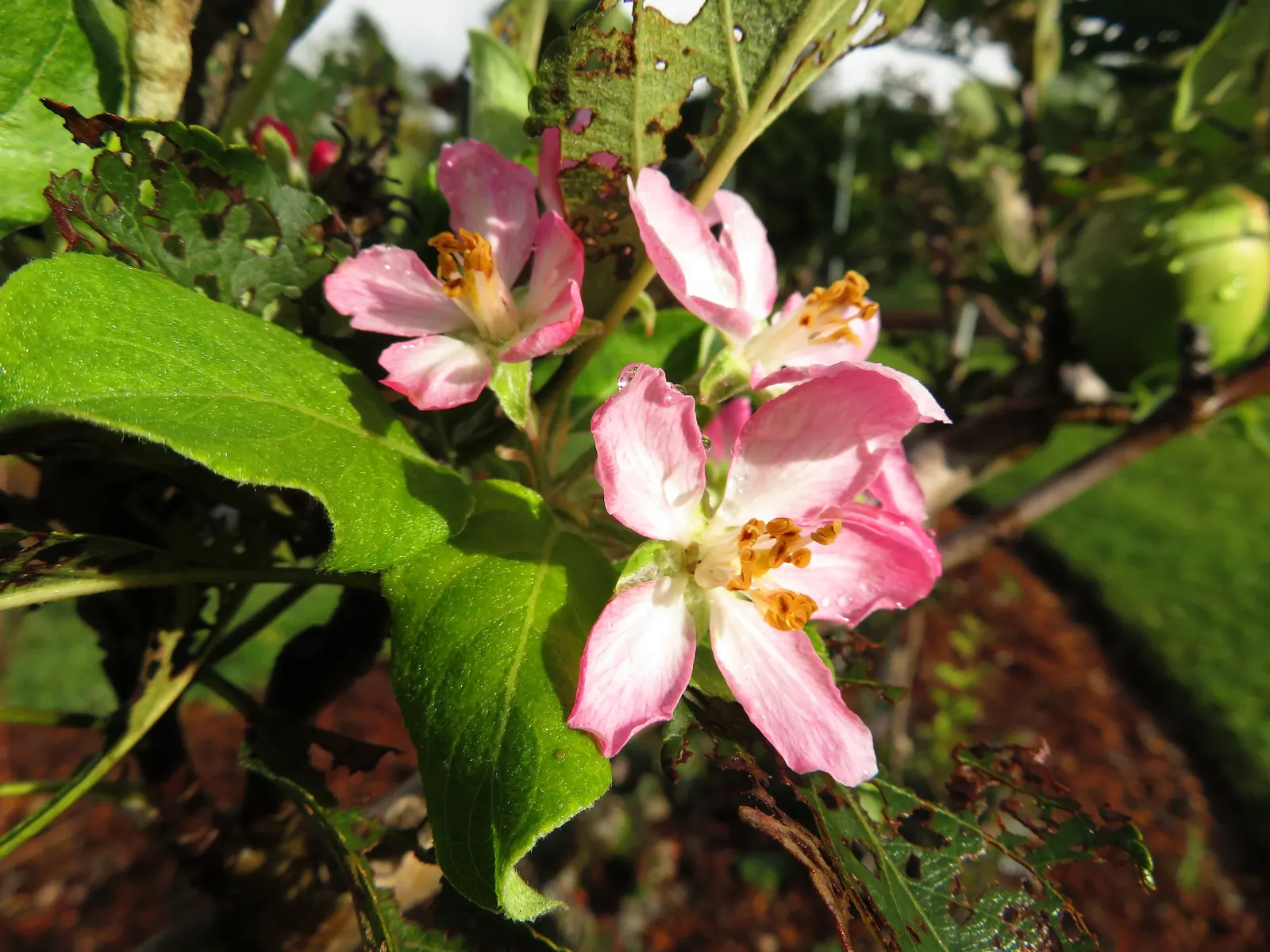 Anna Apple (Malus Pumila 'Anna Apple') — is a sought-after fruit tree particularly prized for its adaptability