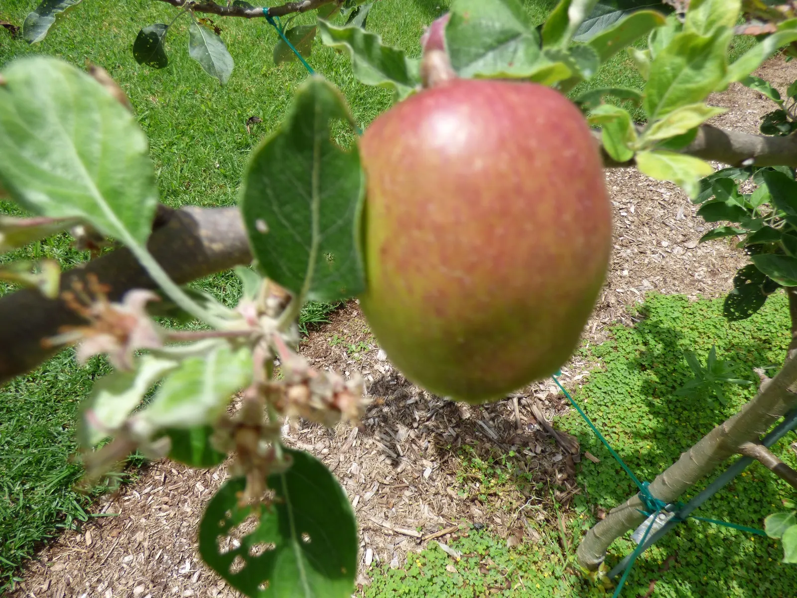 Anna Apple (Malus Pumila 'Anna Apple') — with less frequent but deep watering necessary as the tree matures