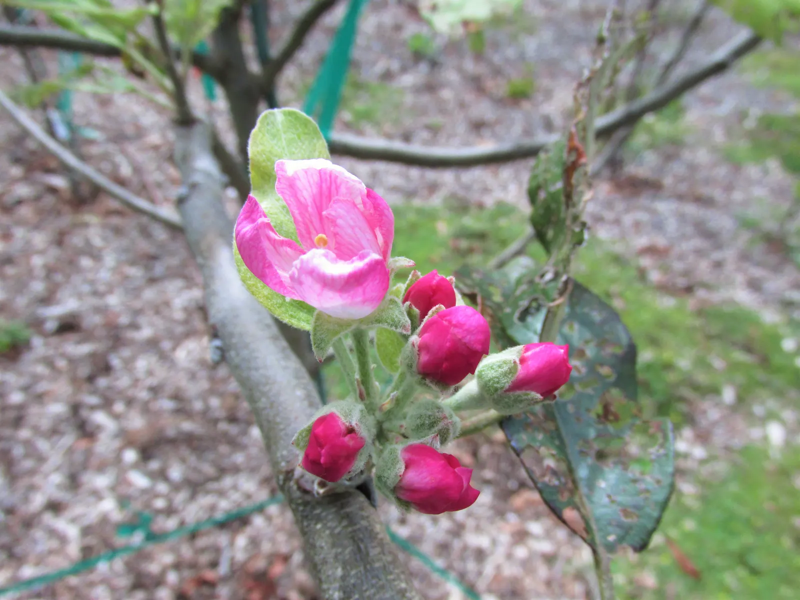 Anna Apple (Malus Pumila 'Anna Apple') — Regular watering is critical during the first few years to establish a strong root system