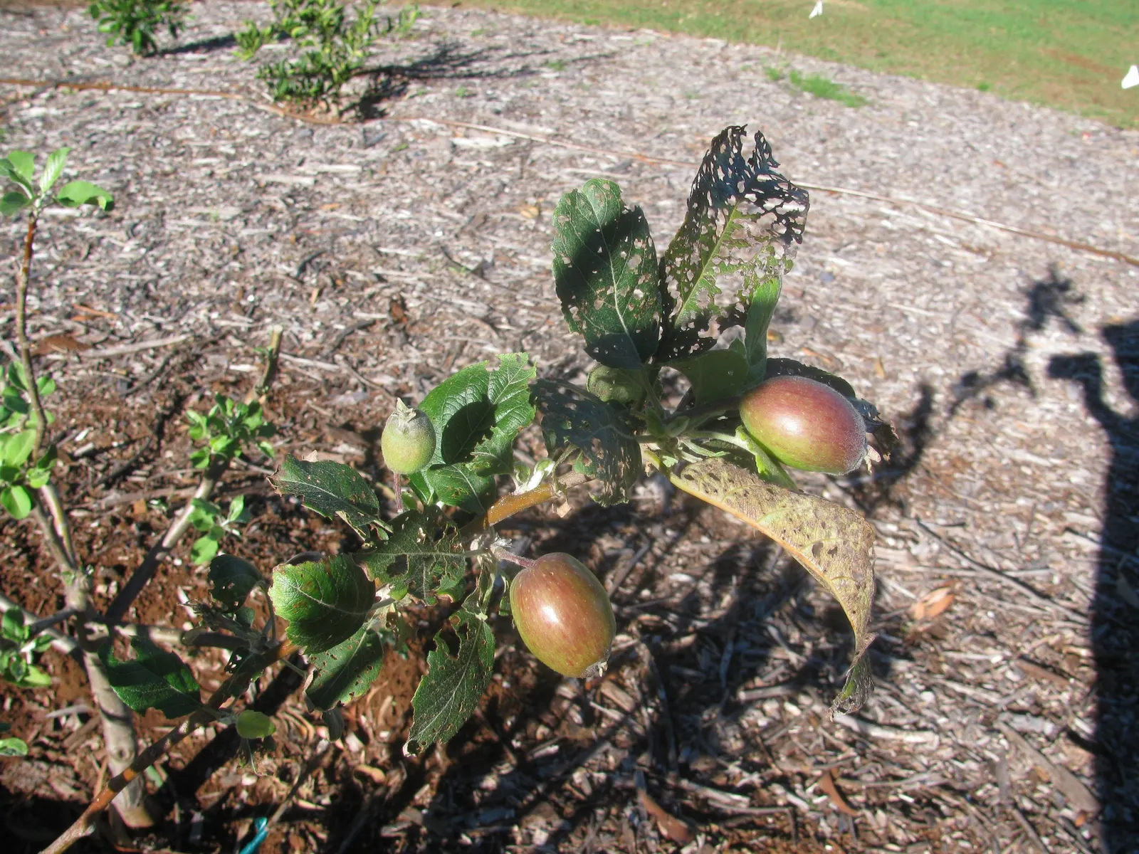 Anna Apple (Malus Pumila 'Anna Apple') — is a sought-after fruit tree particularly prized for its adaptability; the Malus pumila 'Anna Apple' is a