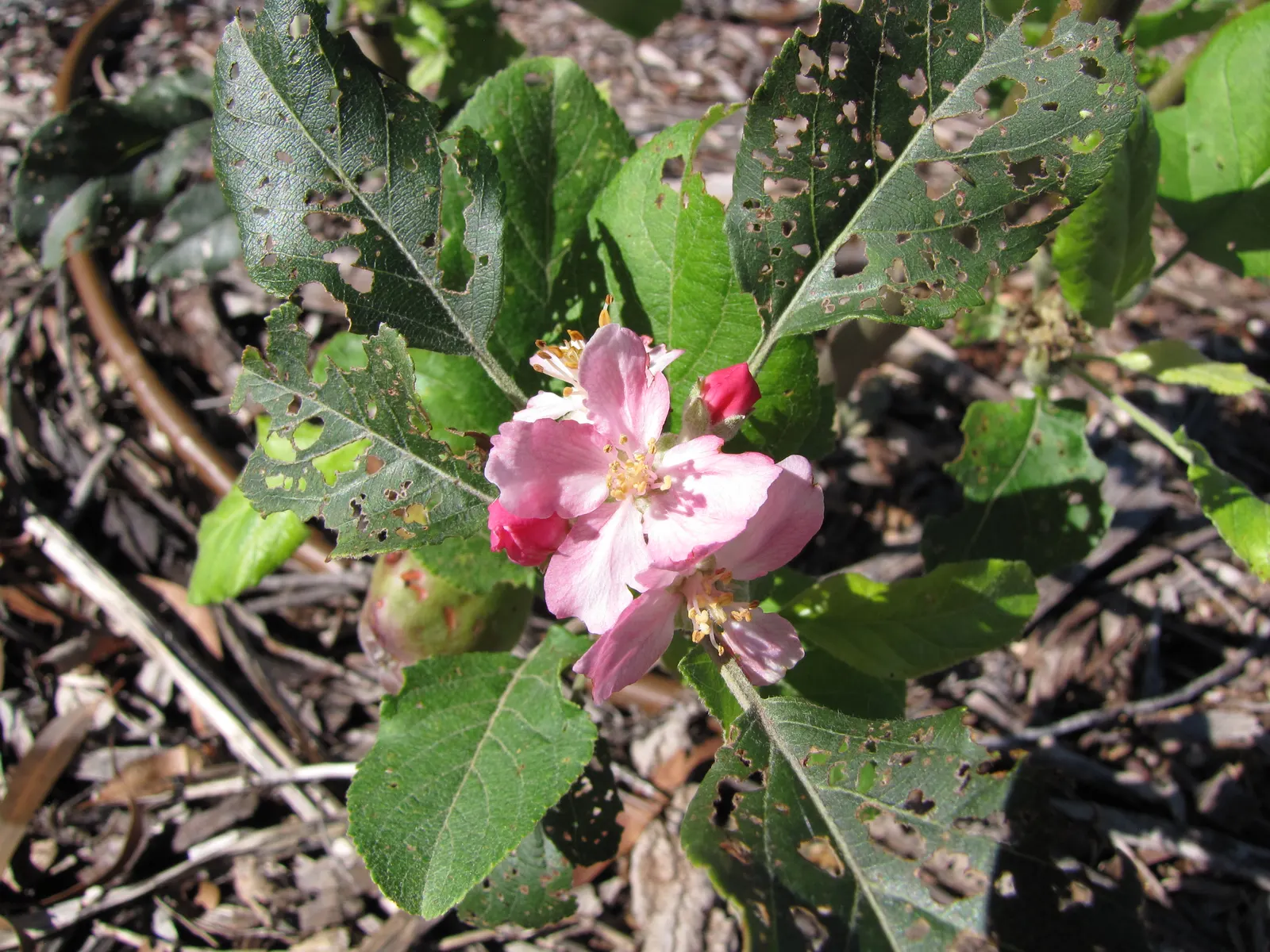 Anna Apple (Malus Pumila 'Anna Apple') — tree for full