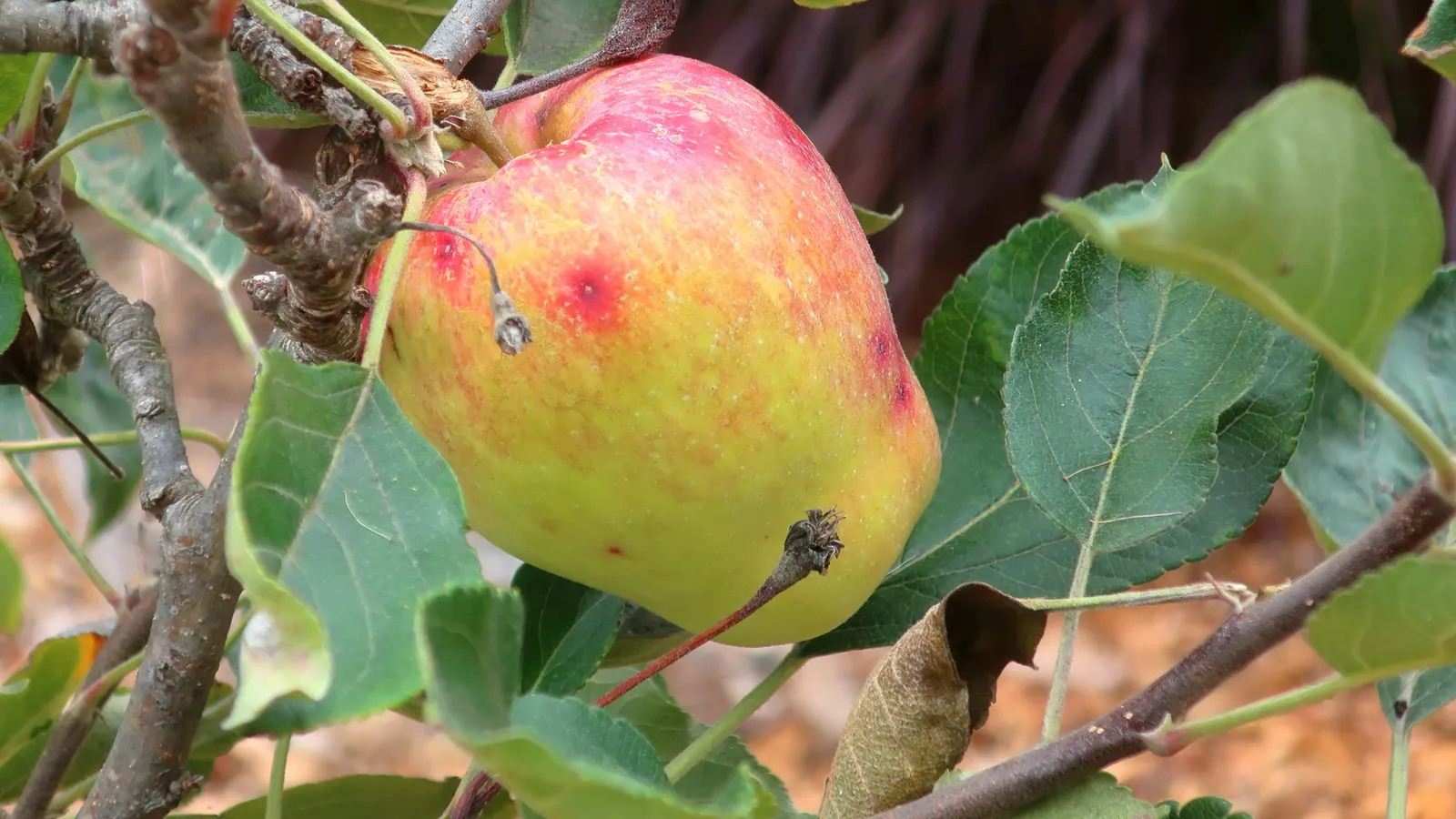 Anna Apple (Malus Pumila 'Anna Apple') — The Malus pumila 'Anna Apple' is a self-pollinating; it features white blossoms in spring, with harvest in early summer