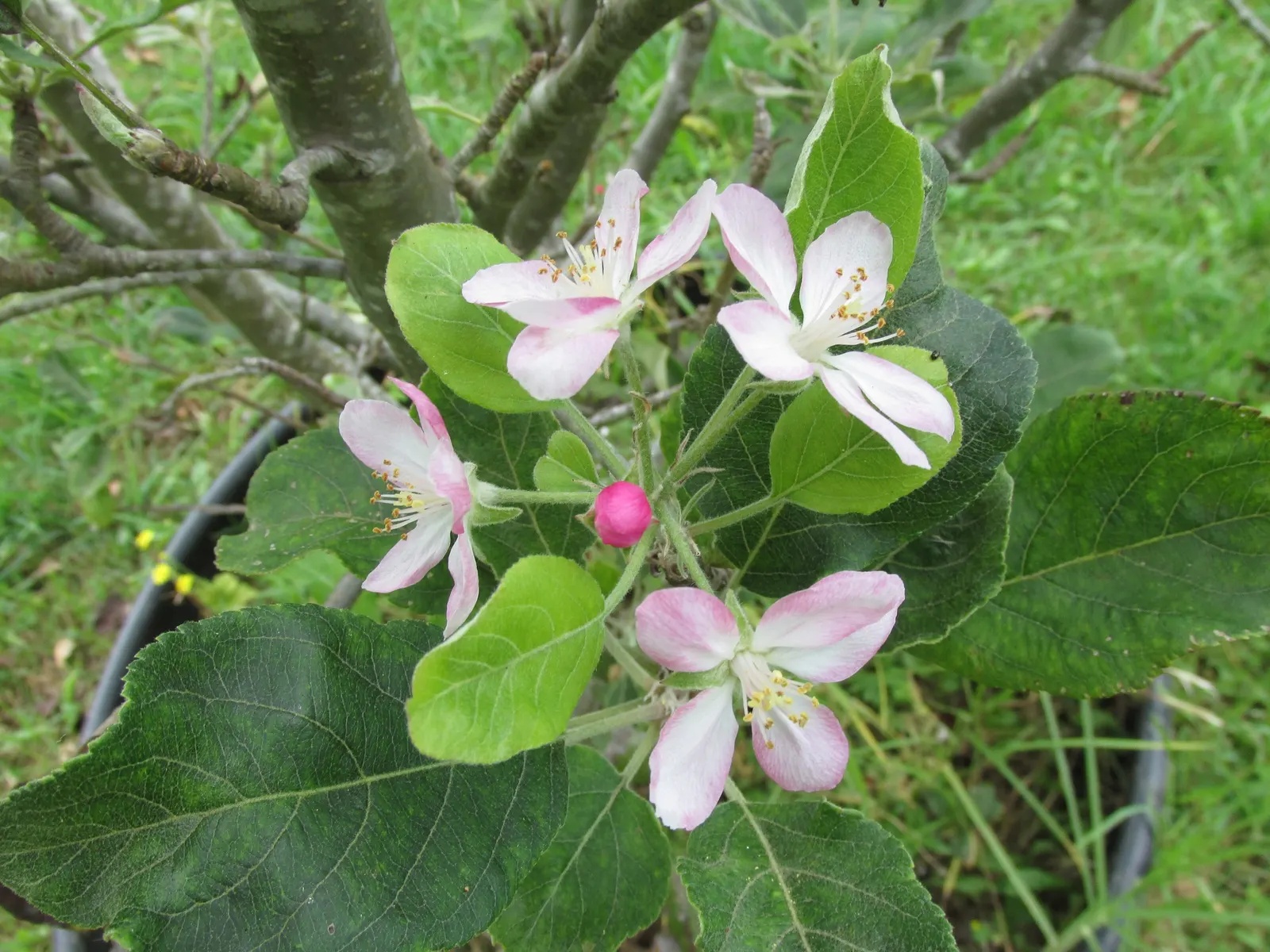 Anna Apple (Malus Pumila 'Anna Apple') — Plant in full sun, ensuring well-draining soil